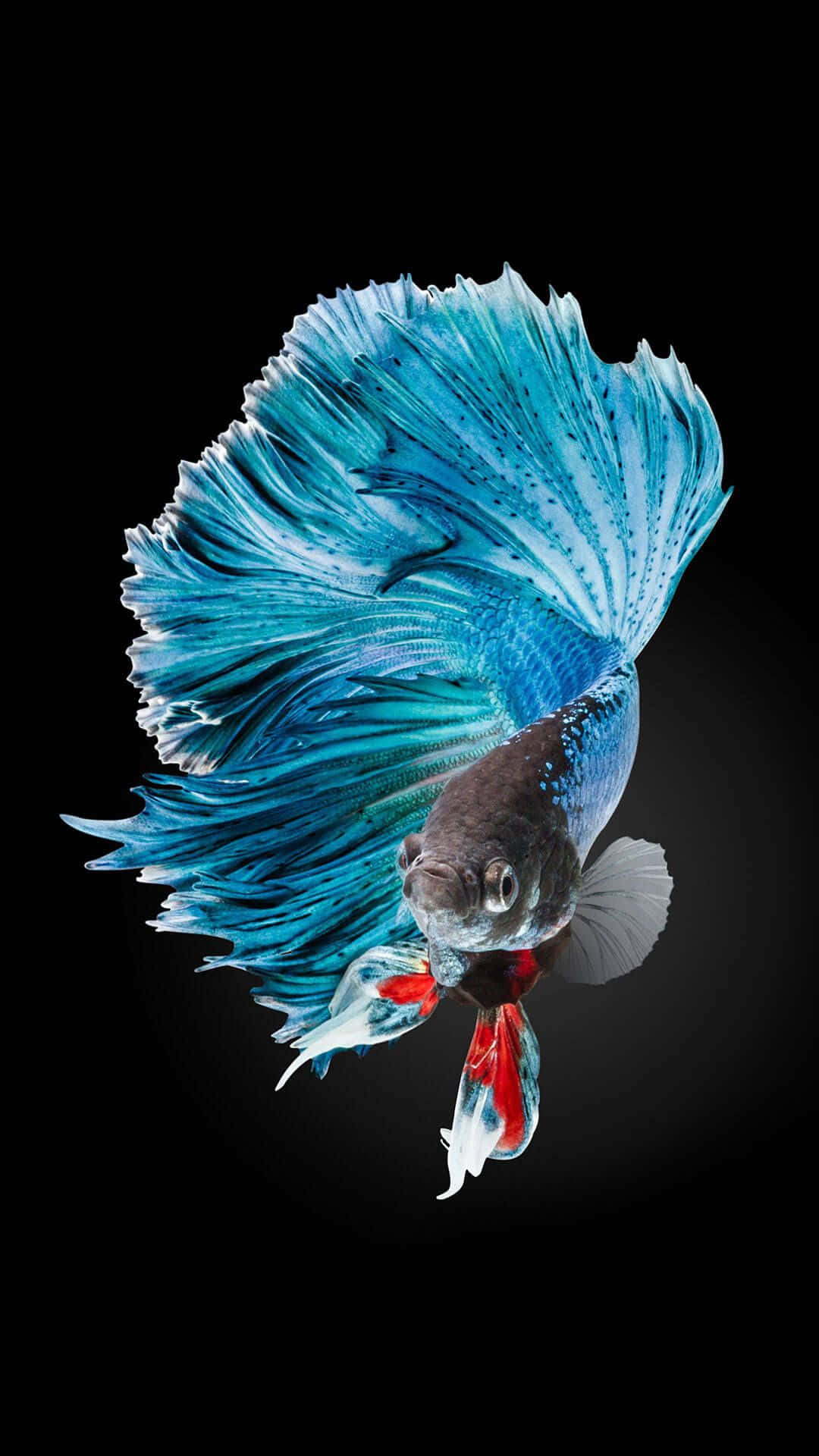 iPhone 7 Plus Live Siamese Fighting Fish Wallpaper