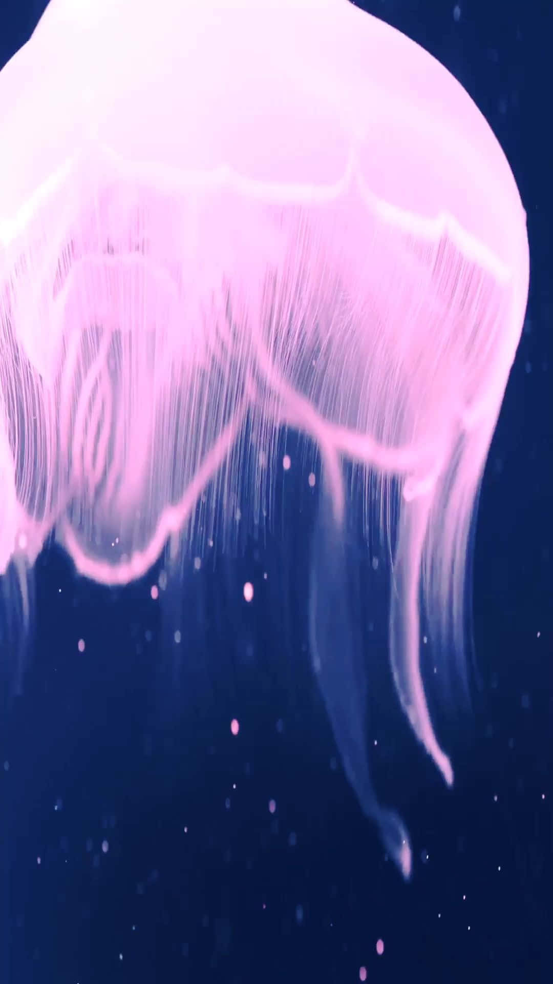 iPhone 7 Plus Live Bright Pink Jellyfish Wallpaper