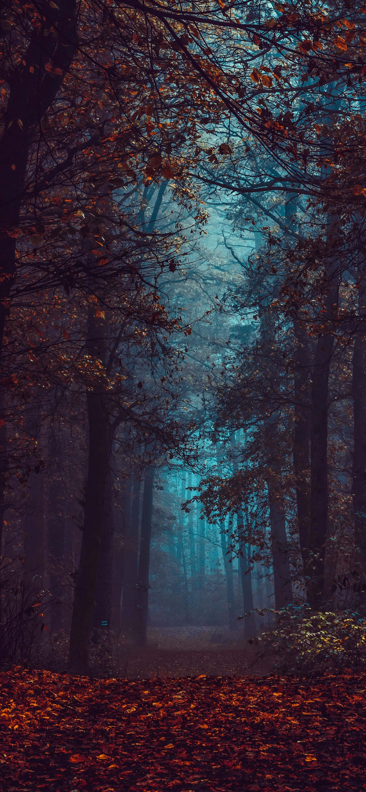 iPhone Fall Aesthetic Dark Forest Orange Leaves Wallpaper