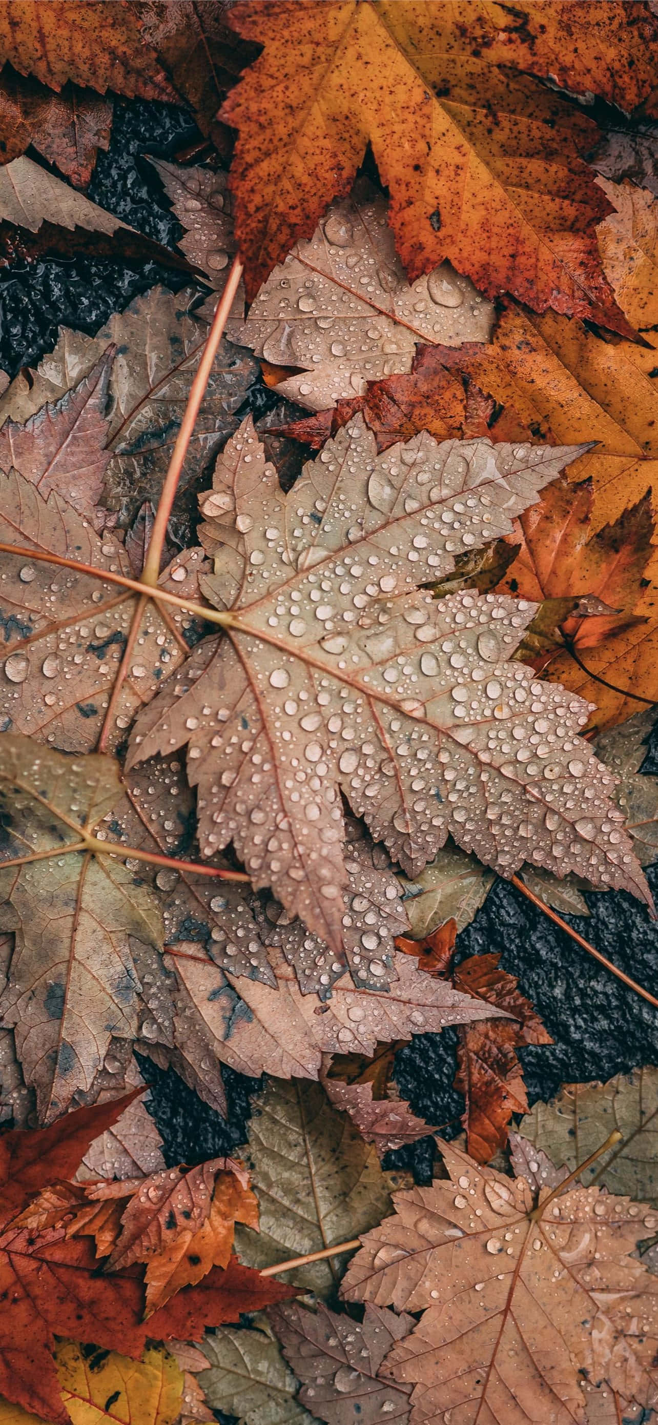 iPhone Fall Aesthetic Grey Maple Leaf Wallpaper