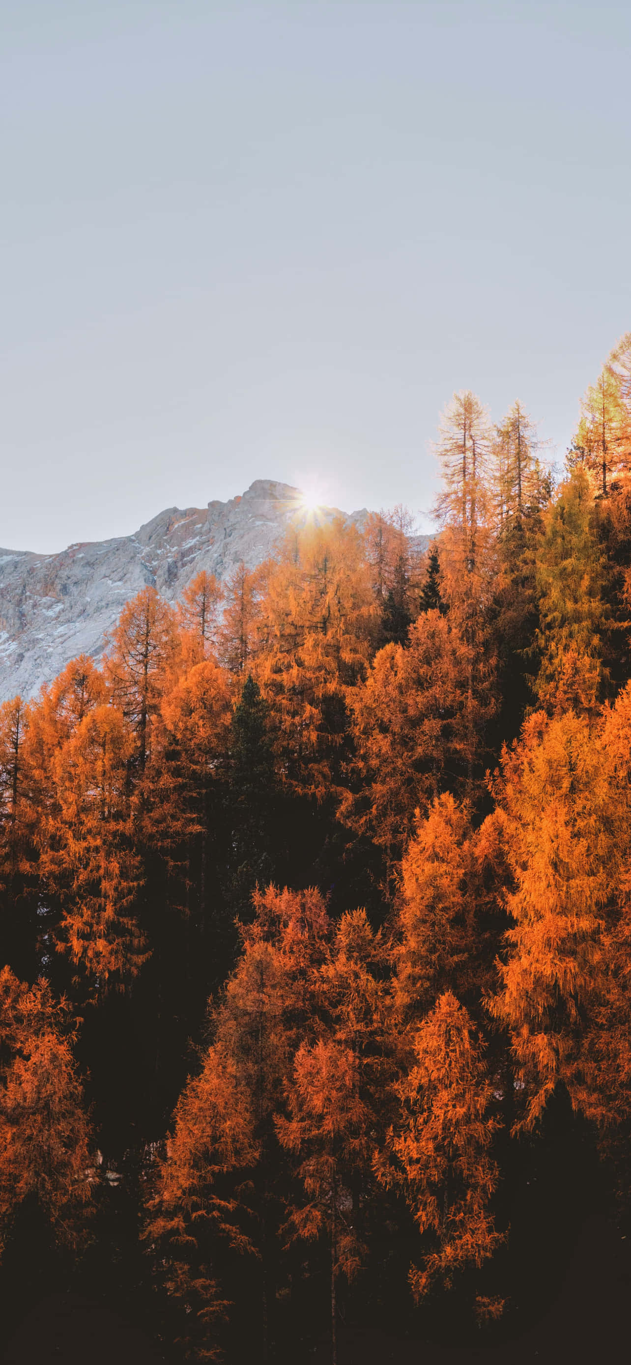 iPhone Fall Aesthetic Orange Forest Wallpaper