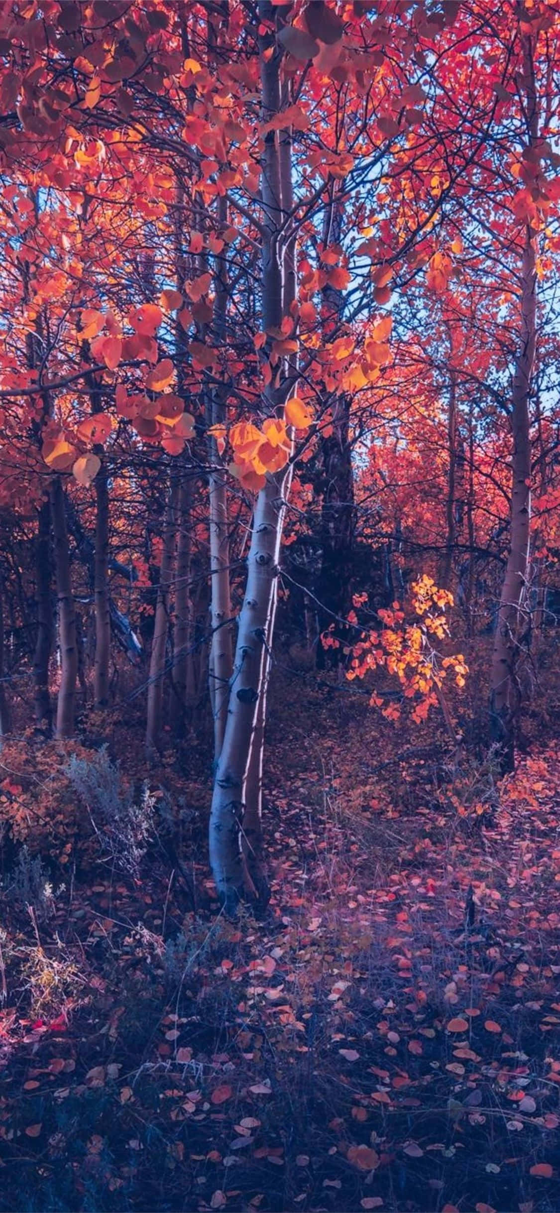 iPhone Fall Aesthetic Orange Tree Forest Wallpaper