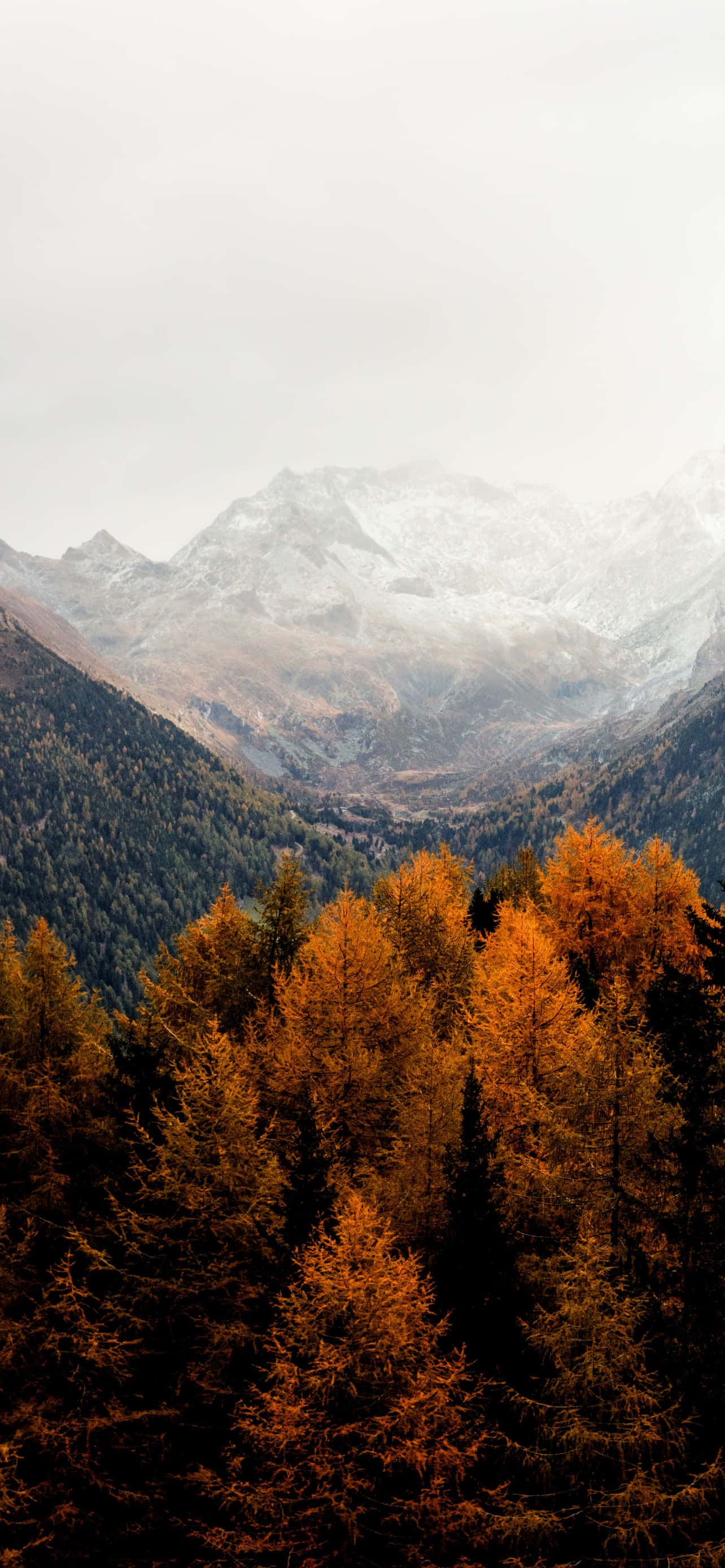 iPhone Fall Aesthetic Orange Trees Mountains Wallpaper