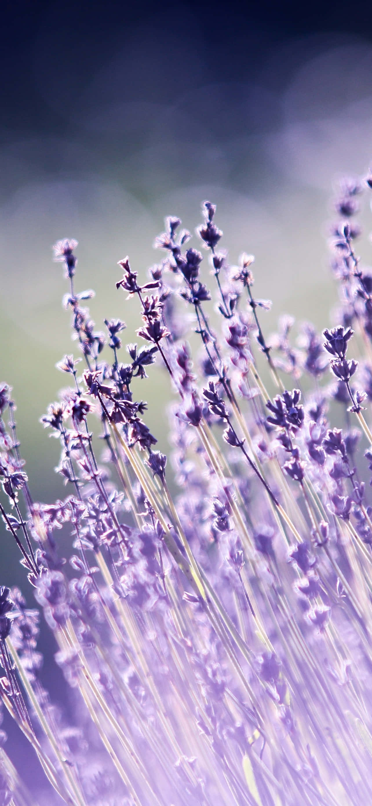 iPhone Lavender Aesthetic Blurry Gray Wallpaper