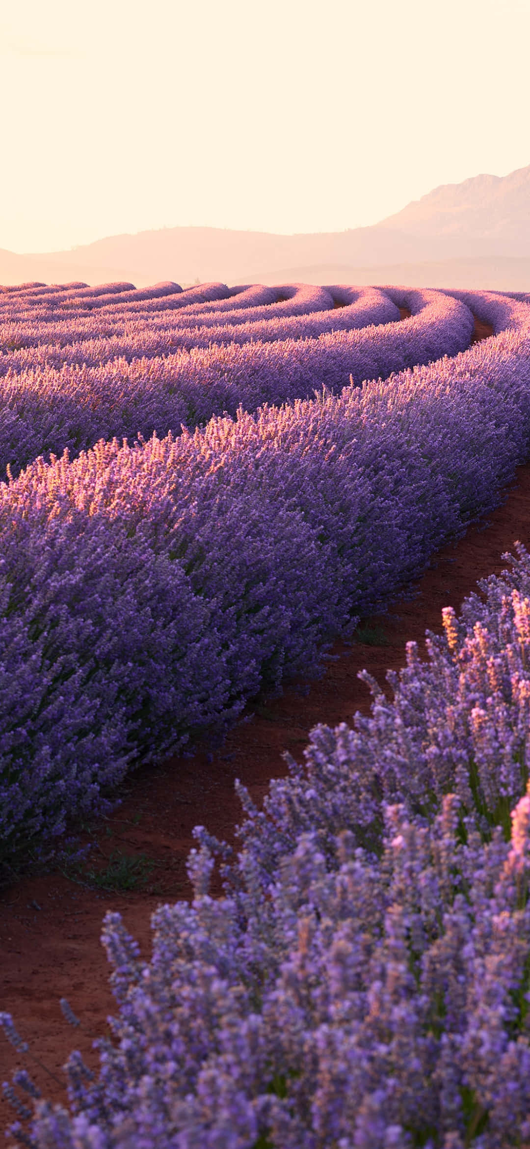 iPhone Lavender Aesthetic Flowers Field Wallpaper