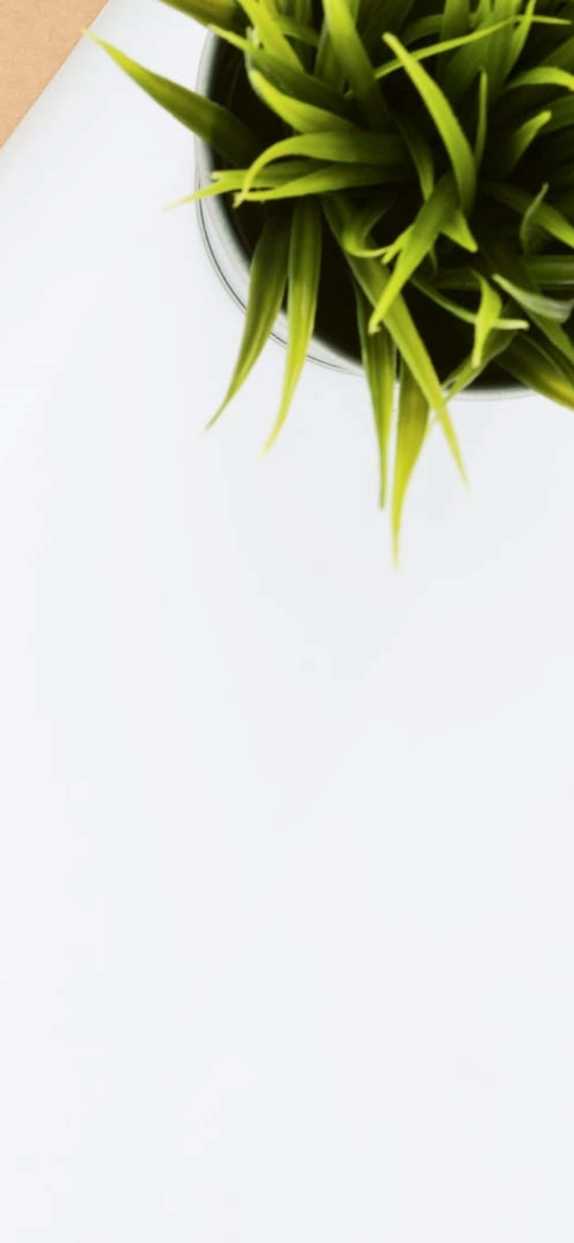 iPhone X Desk Background Indoor Plant Wallpaper