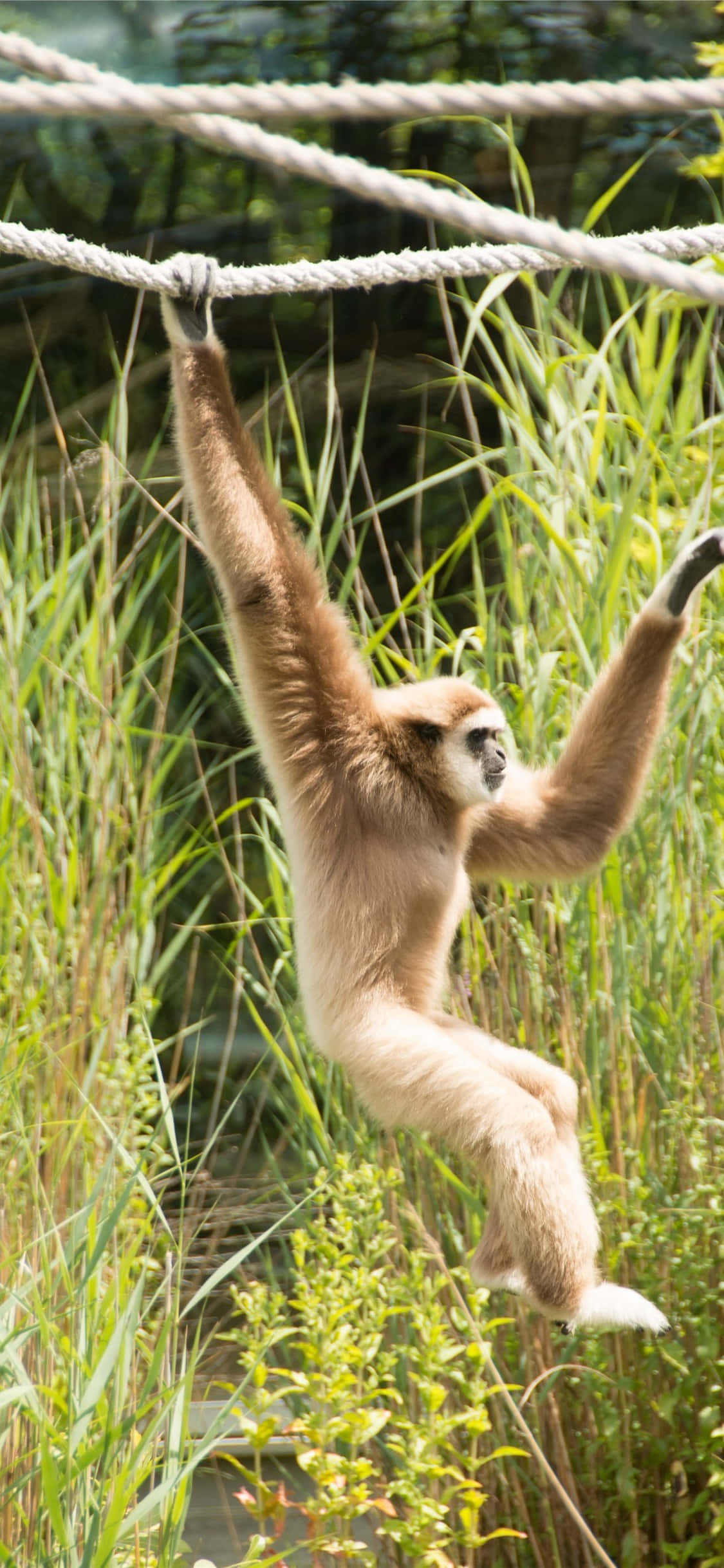 iPhone X Gibbon Background Gibbon Nakabitin sa Lubid Wallpaper
