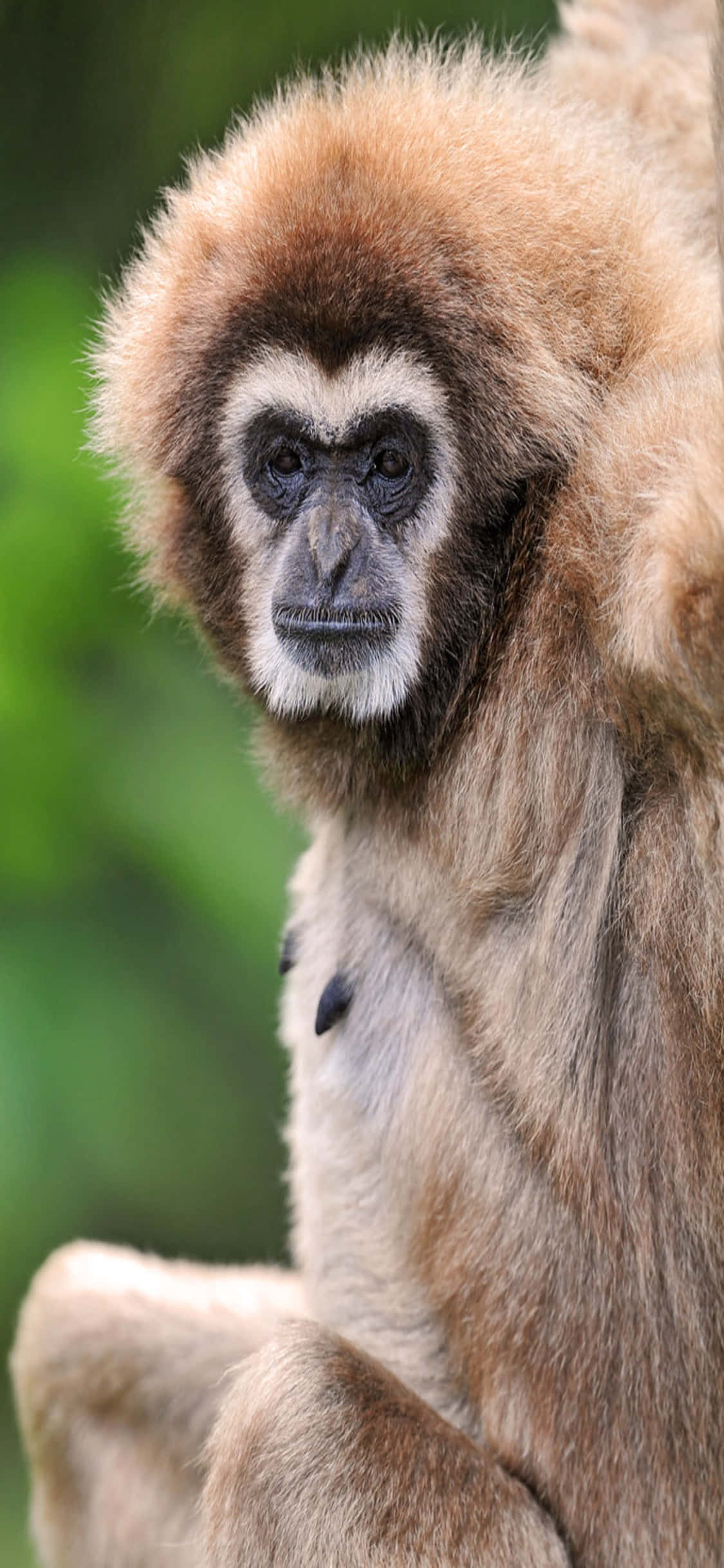 iPhone X Gibbon Background Healthy Adult Gibbon Wallpaper