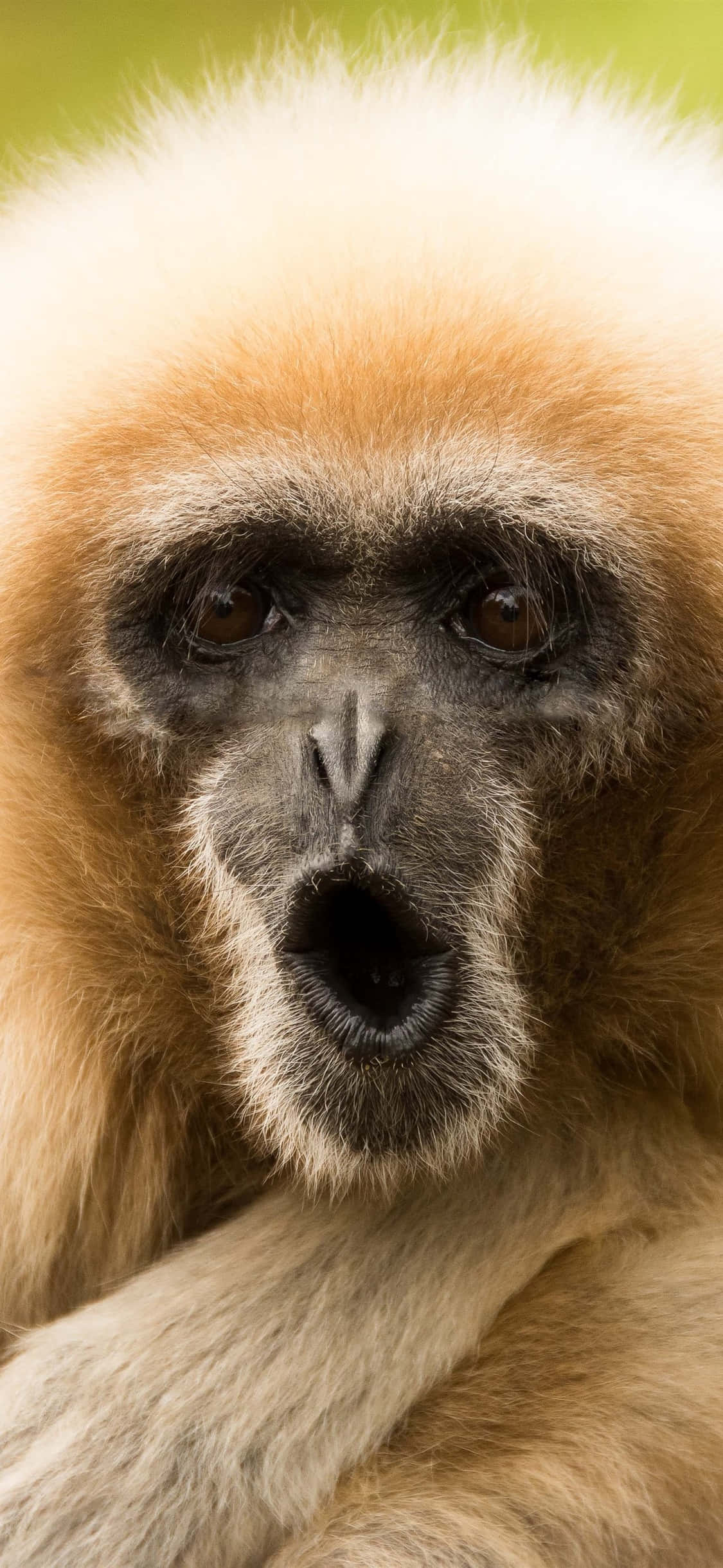 iPhone X Gibbon Background Nakakatawang Mukha ng Gibbon Wallpaper