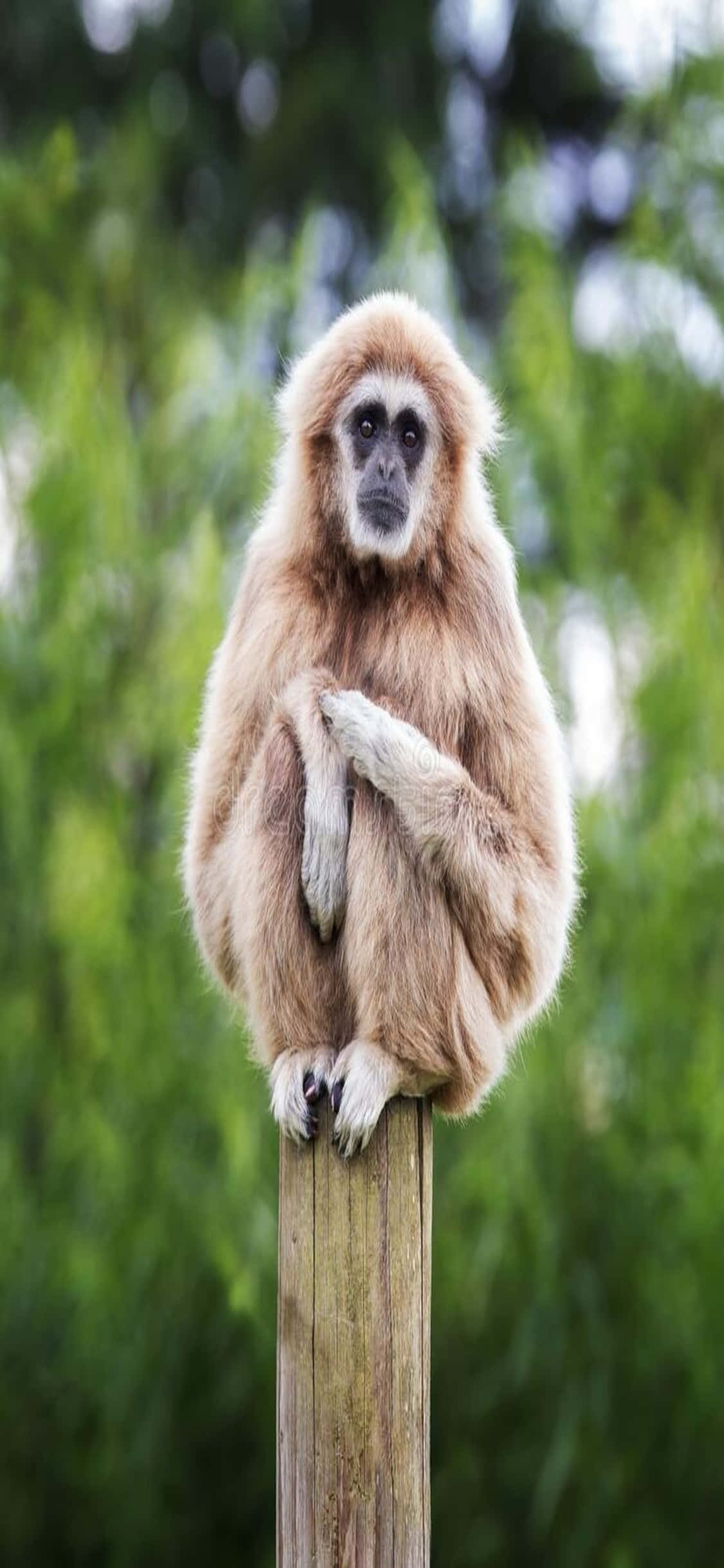 iPhone X Gibbon Background Wallpaper