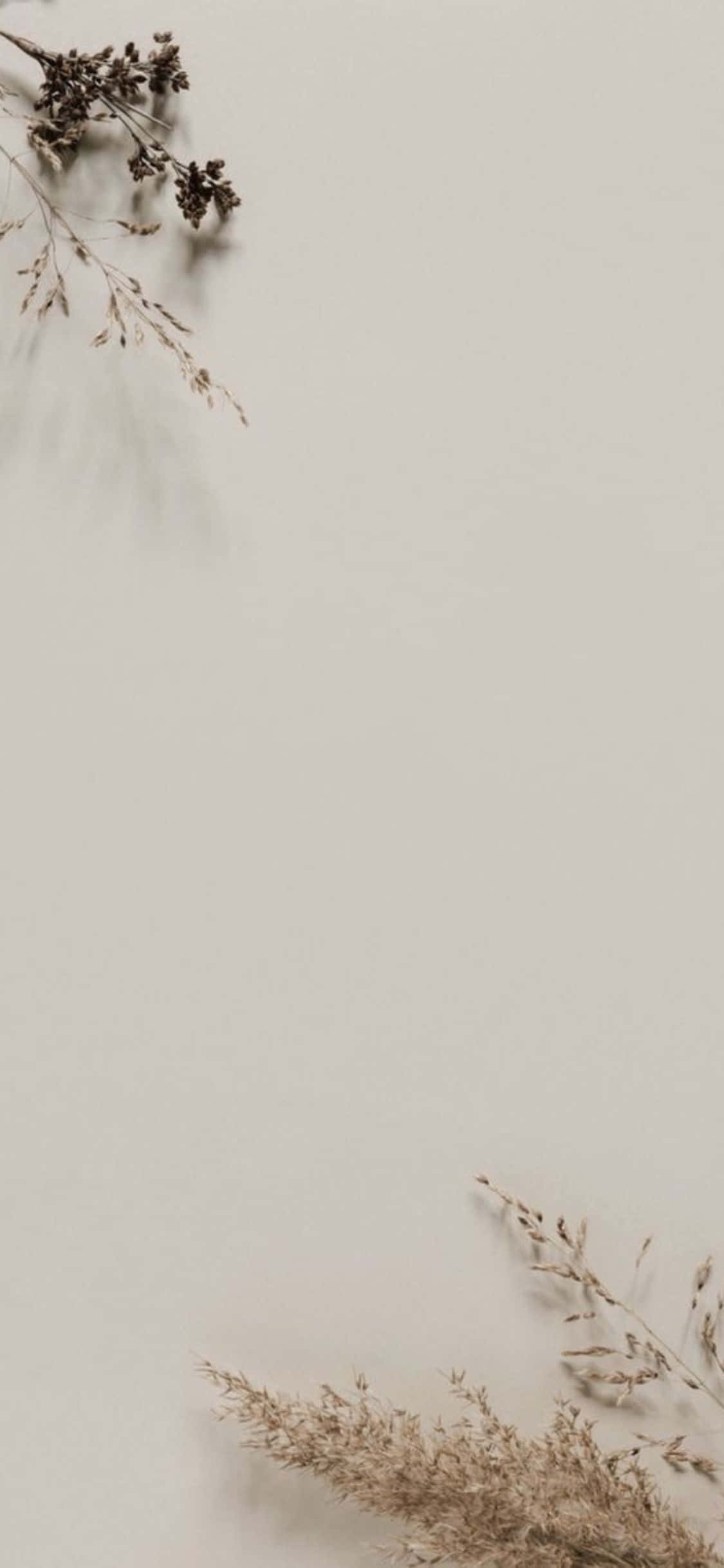 iPhone X Minimal Dried Leaves Background Wallpaper