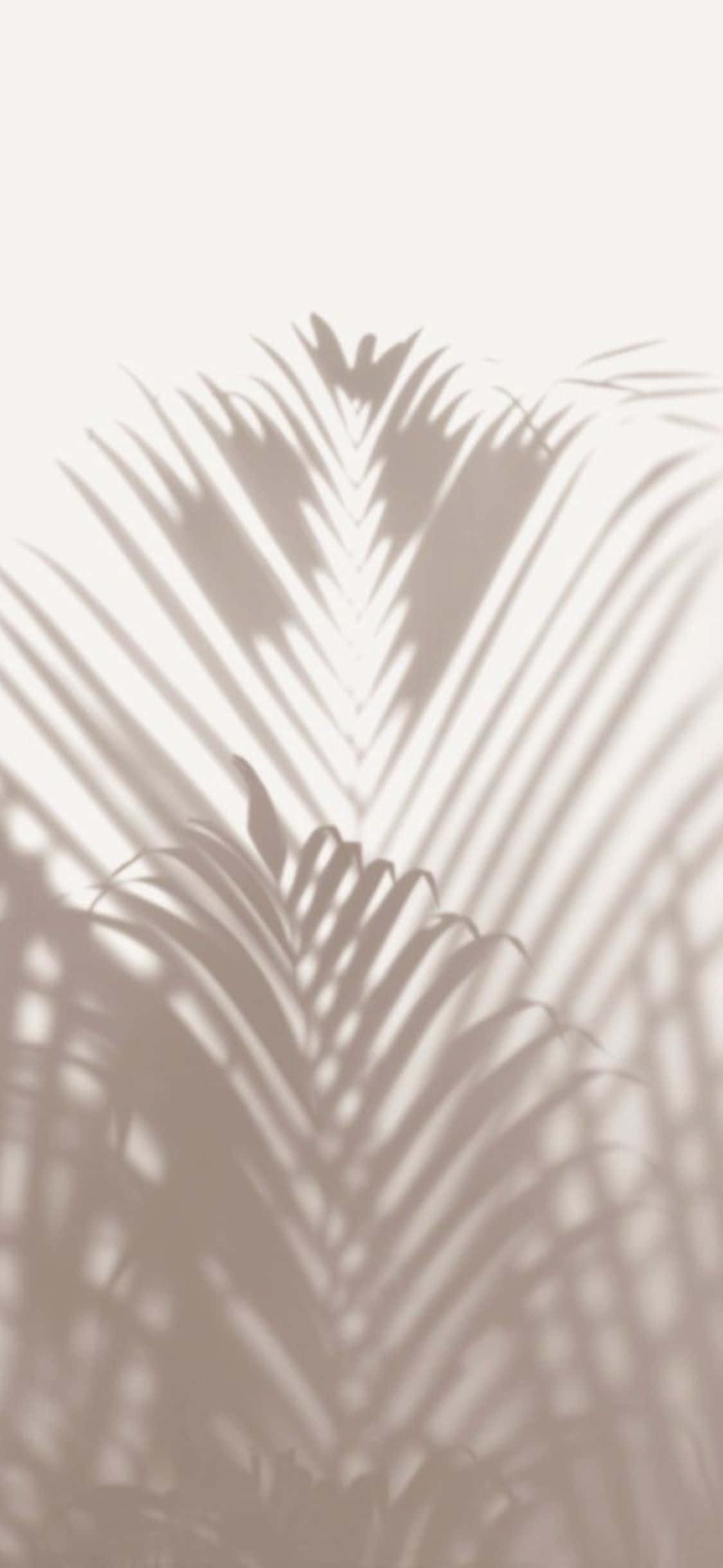 iPhone X Minimal Palm Leaves Shadow Background Wallpaper