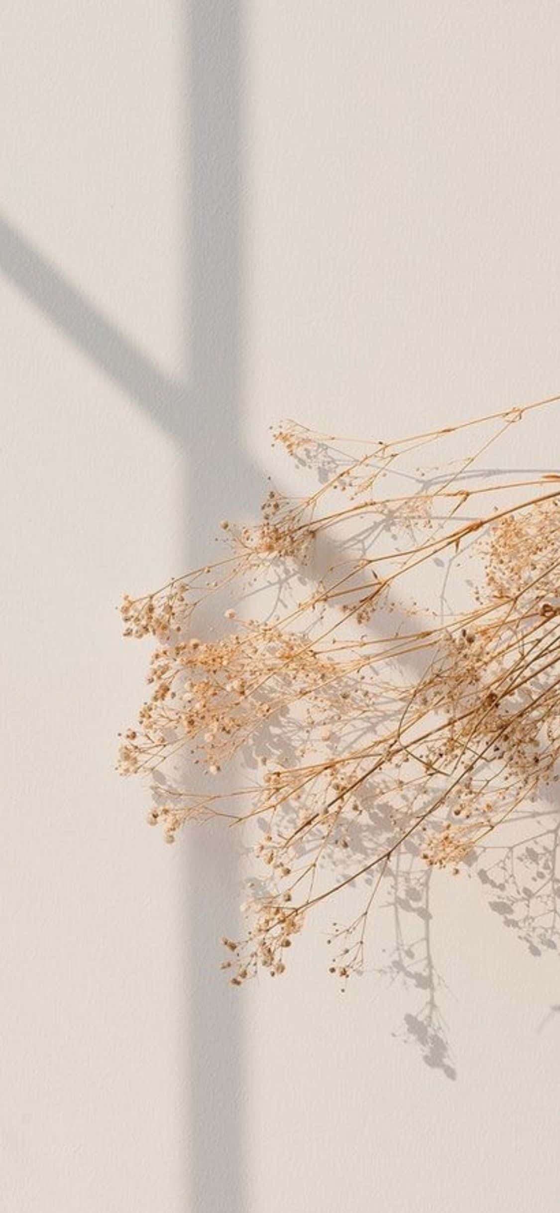 iPhone X Minimal Baby's Breath Background Wallpaper
