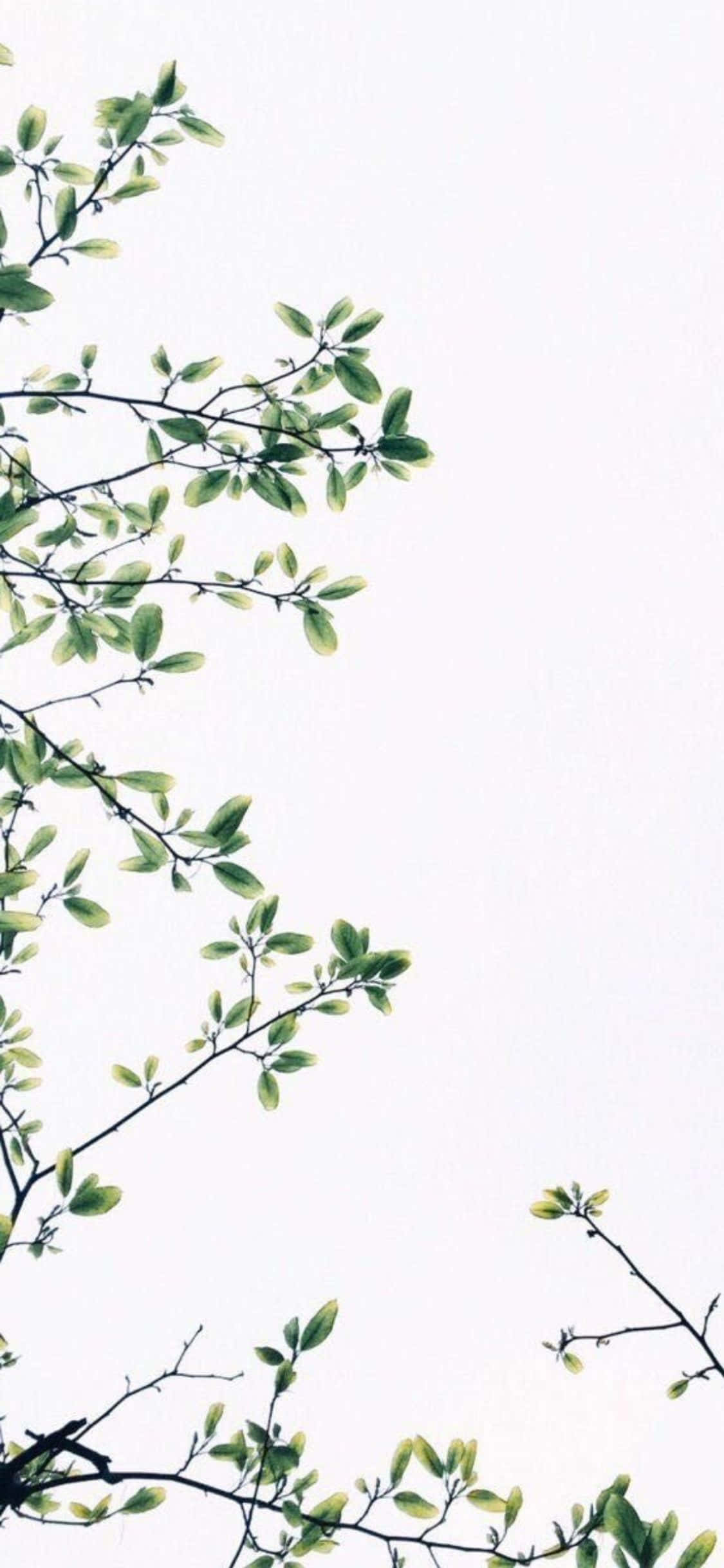 iPhone X Minimal Leaves And White Sky Background Wallpaper