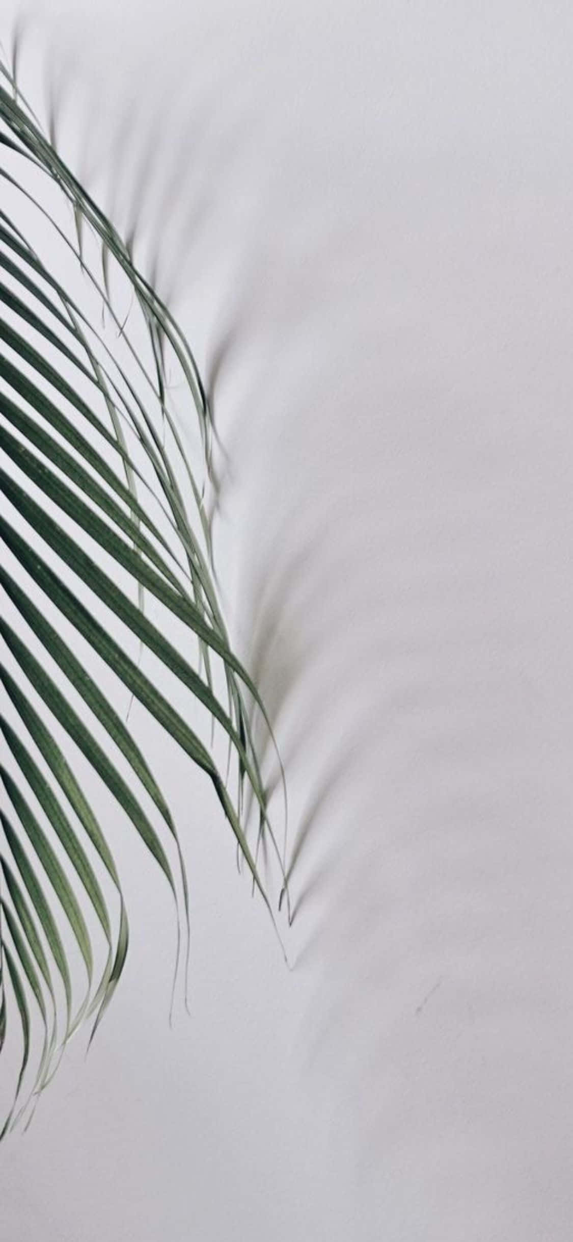 iPhone X Minimal Palm Leaves Background Wallpaper
