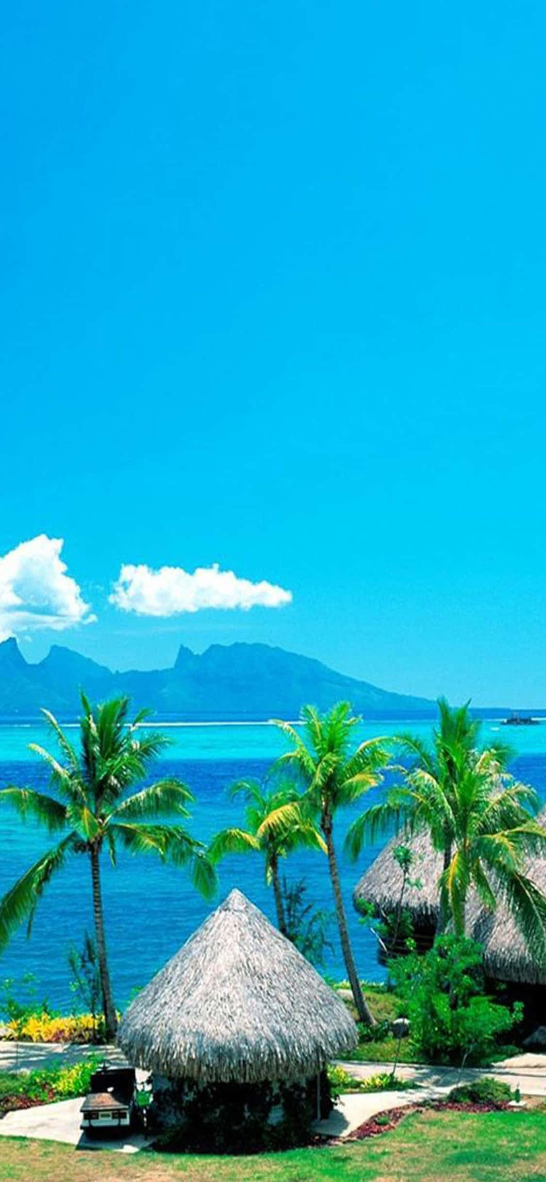 iPhone XS Beach Palm Trees Background Wallpaper