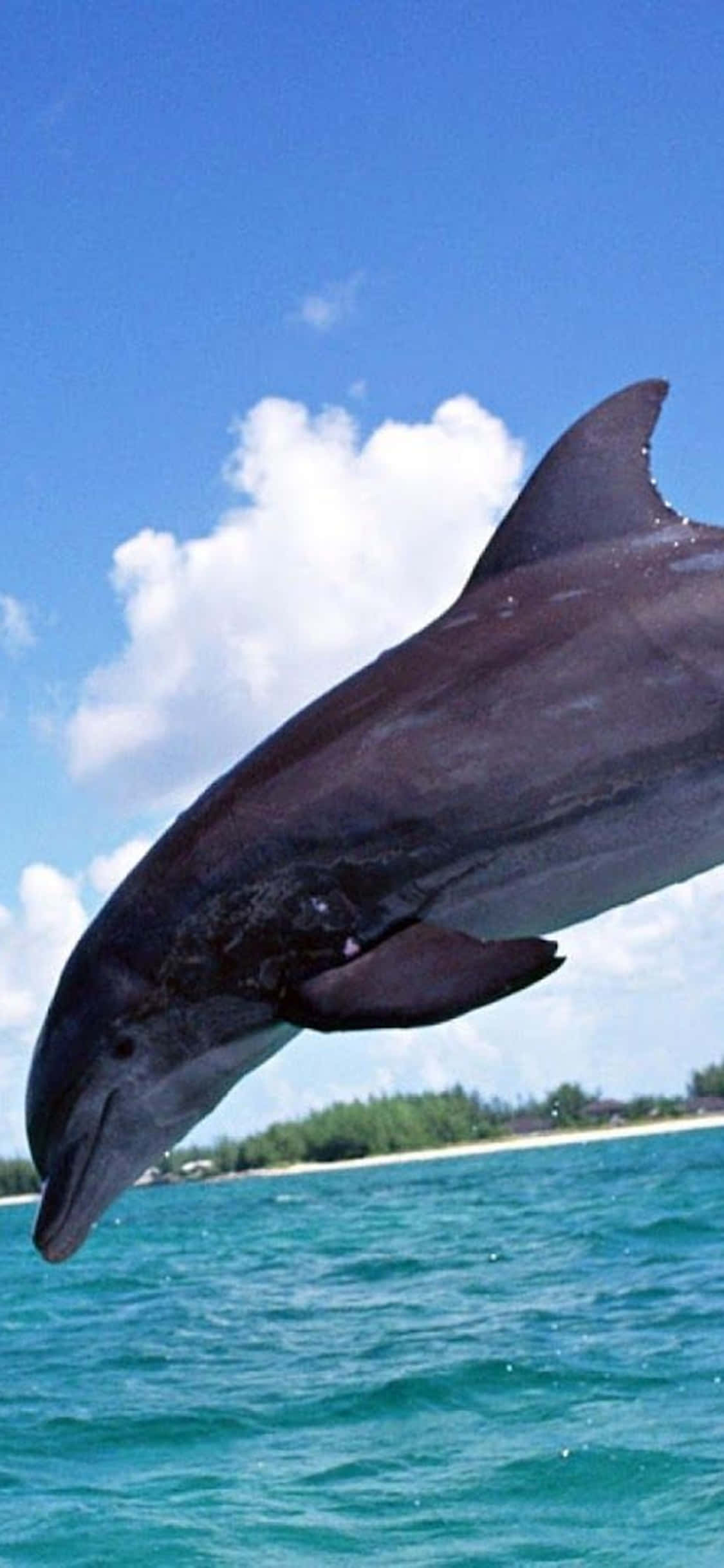 iPhone Xs Desktop Pc Dolphin Background Wallpaper