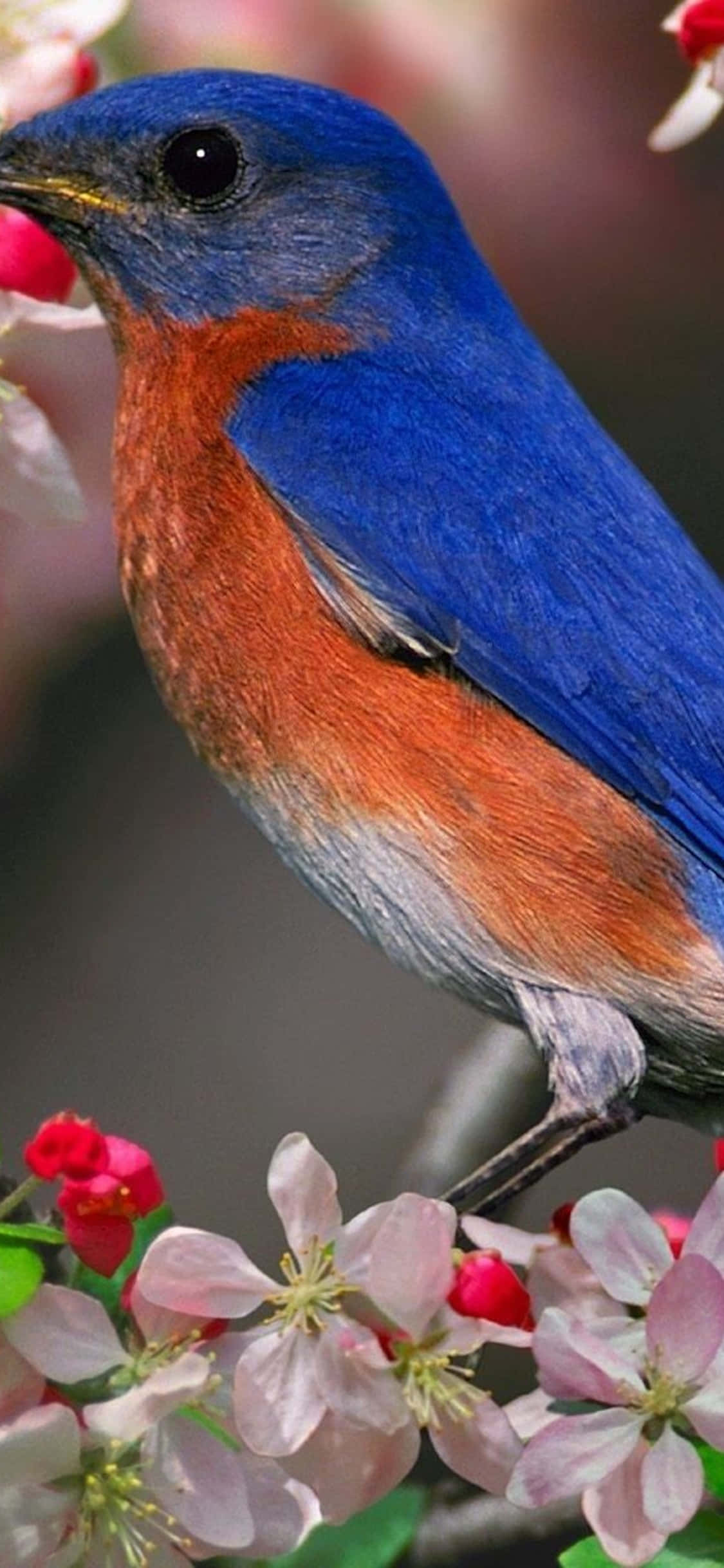 iPhone Xs Desktop Pc Eastern Bluebird Background Wallpaper