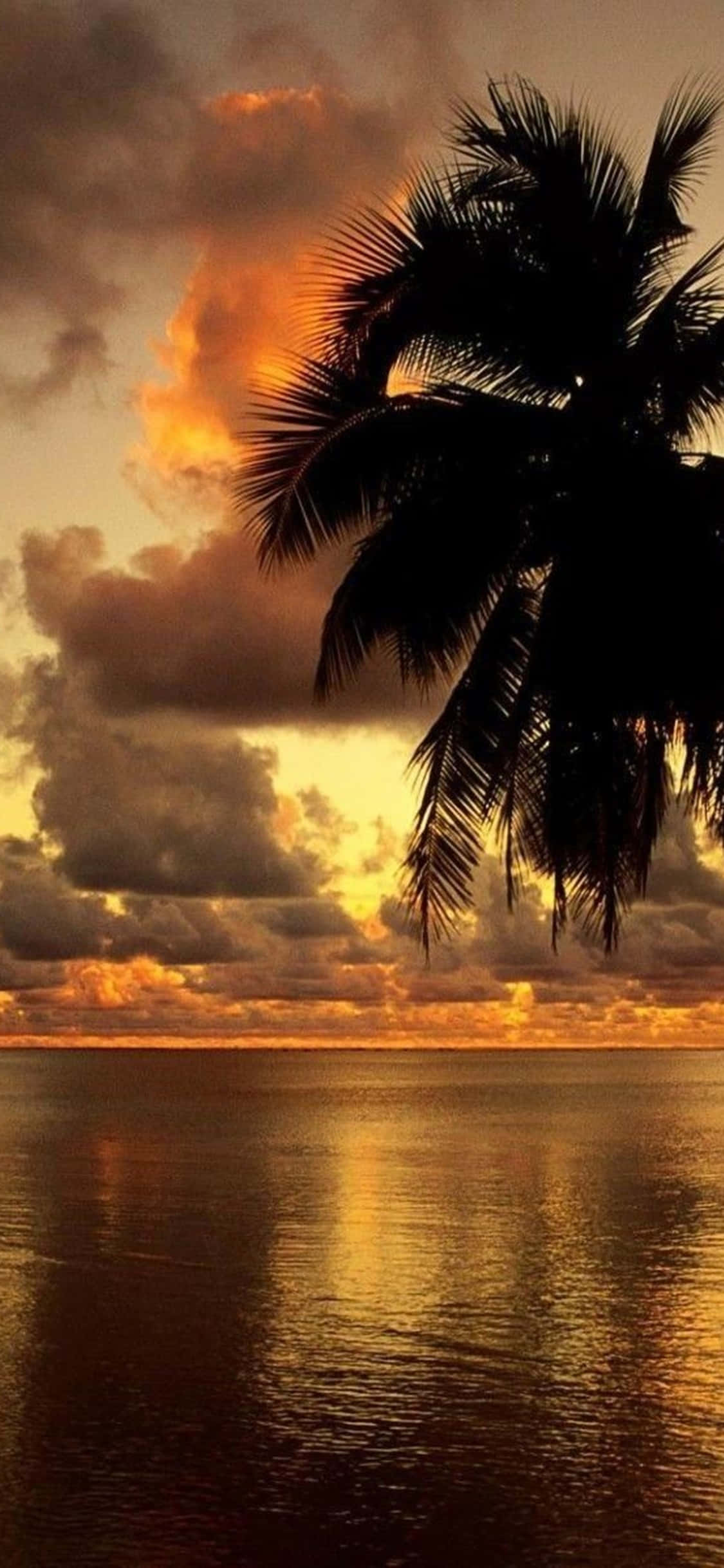 iPhone Xs Desktop Pc Palm Tree Sunset Background Wallpaper