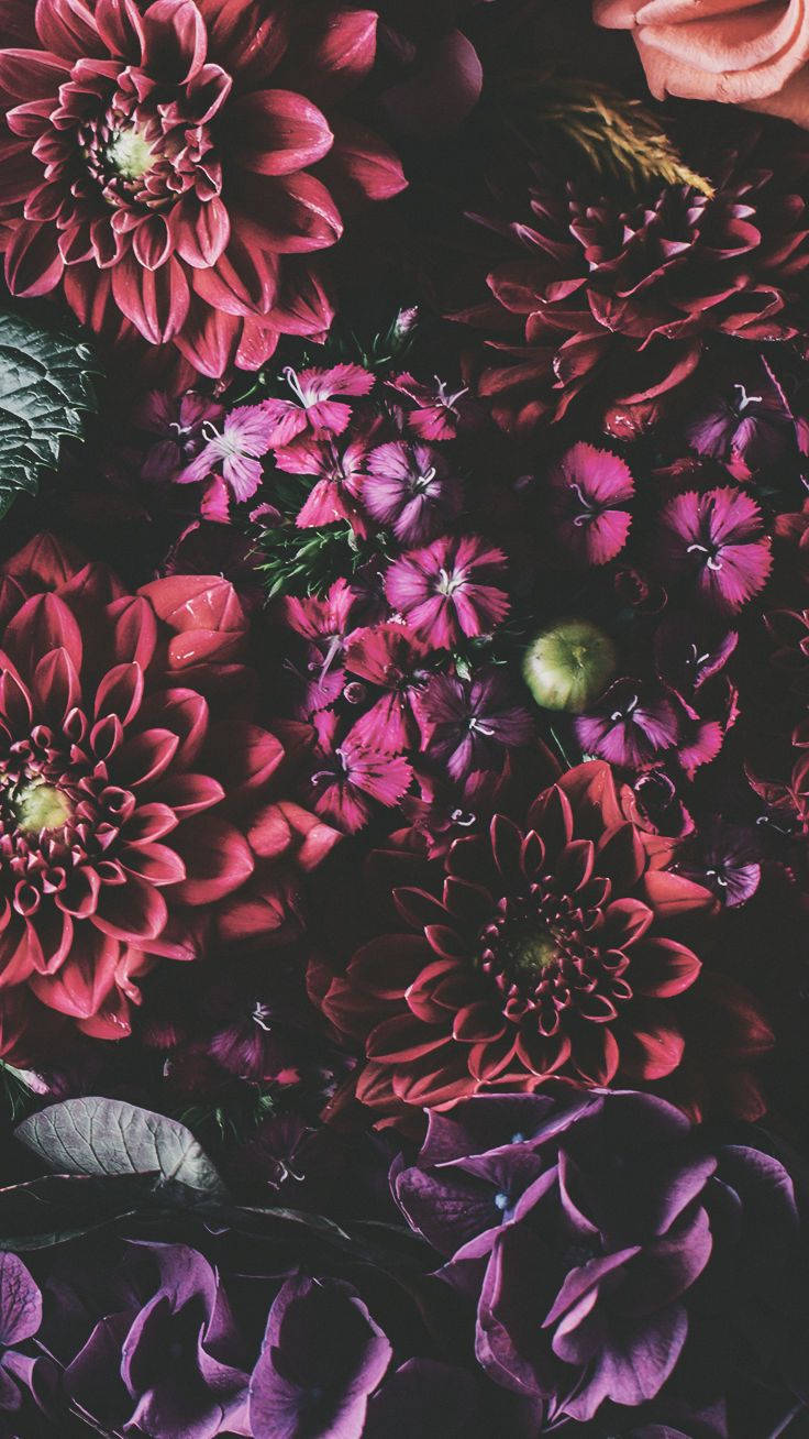 iPhone Xs Flowers Wallpaper