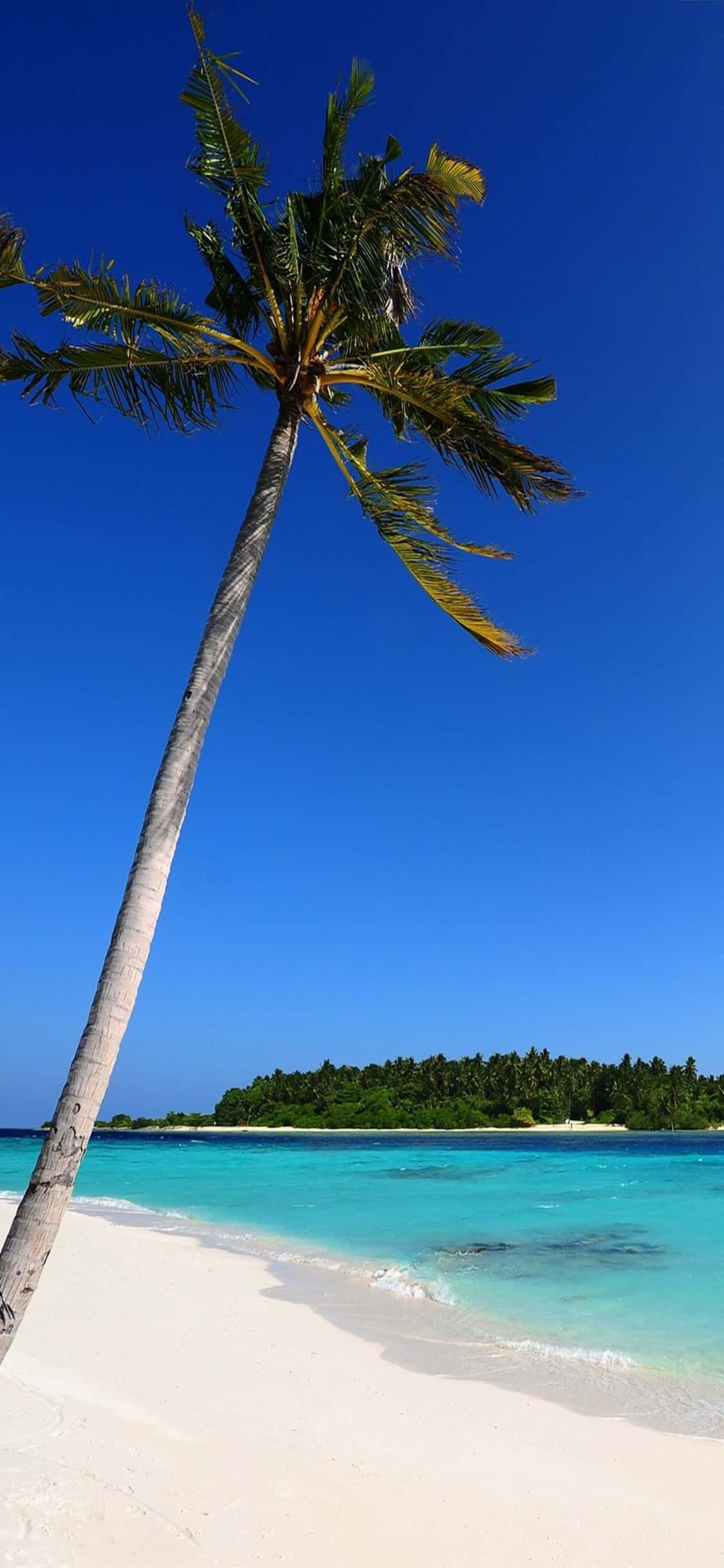 iPhone XS Lone Palm Tree Beach Background Wallpaper