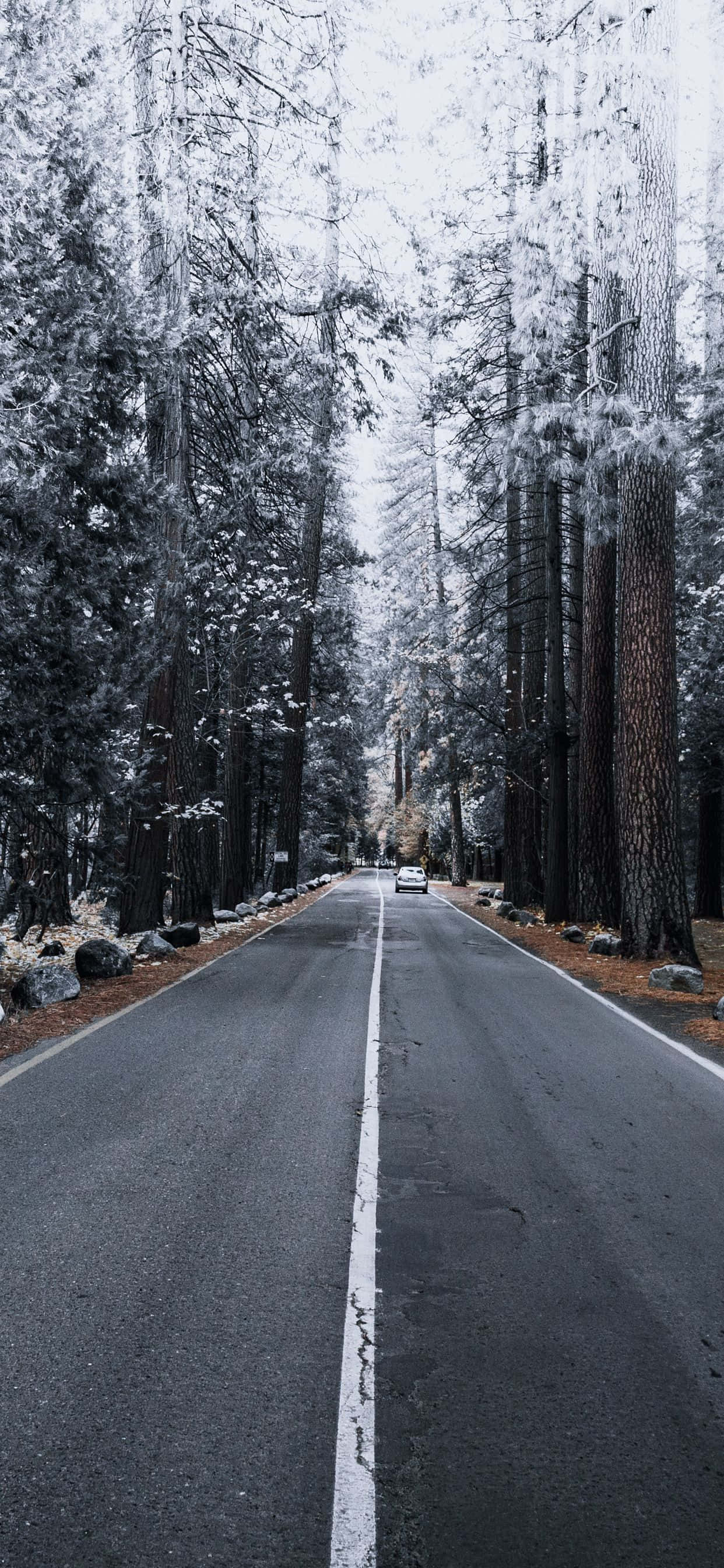 iPhone Xs Max Apple Background Pine Trees Snow Wallpaper