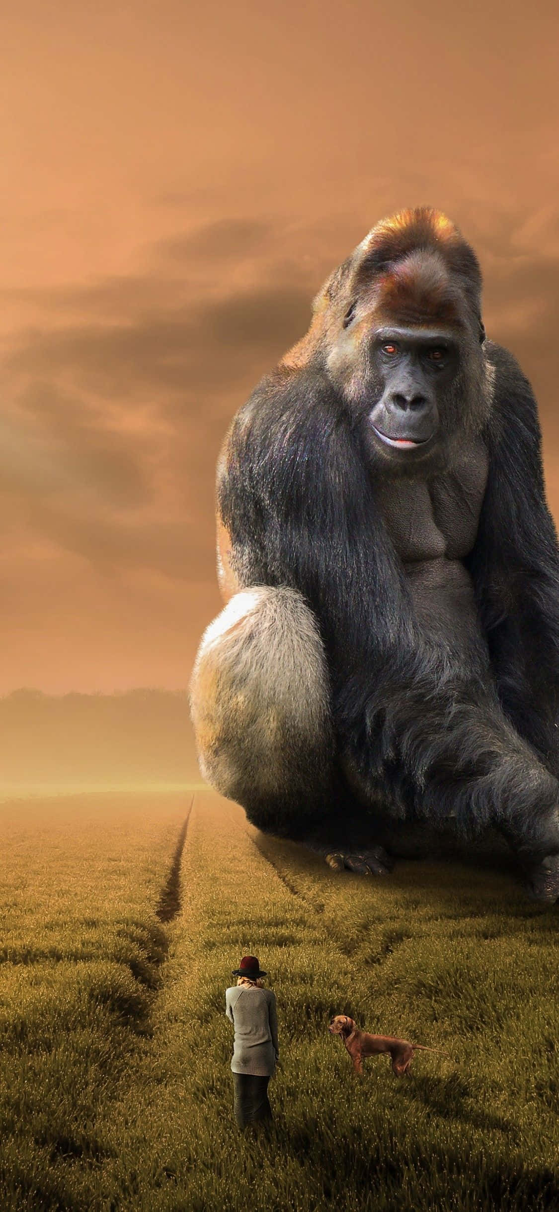 iPhone Xs Max Gorilla Background Gigantic Primate Wallpaper
