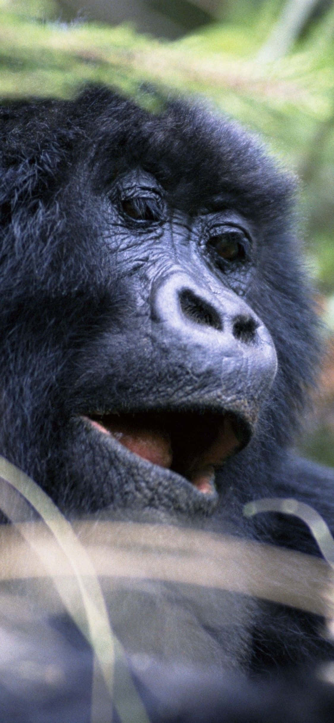 iPhone Xs Max Gorilla Background Portrait photograph Wallpaper