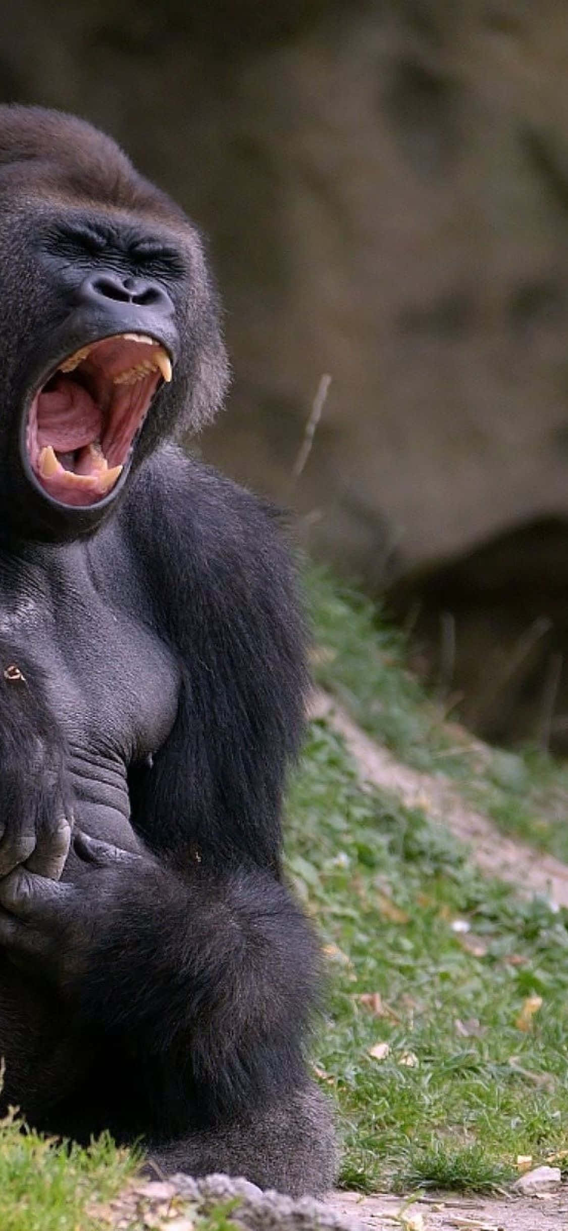 iPhone Xs Max Gorilla Background Raging Roar Wallpaper