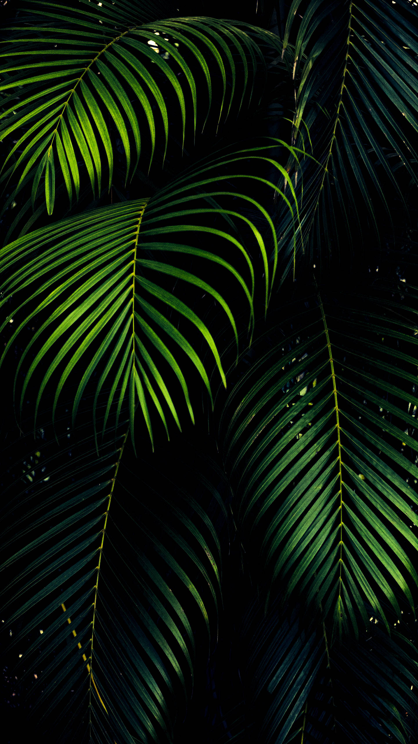 iPhone XS Max OLED 3D Dahon ng Palma Wallpaper