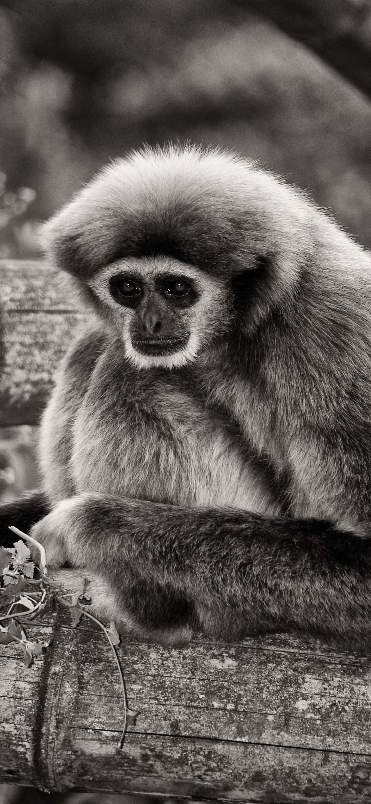 iPhone Xs Max na may isang maliwanag na orange na gibbon sa background Wallpaper