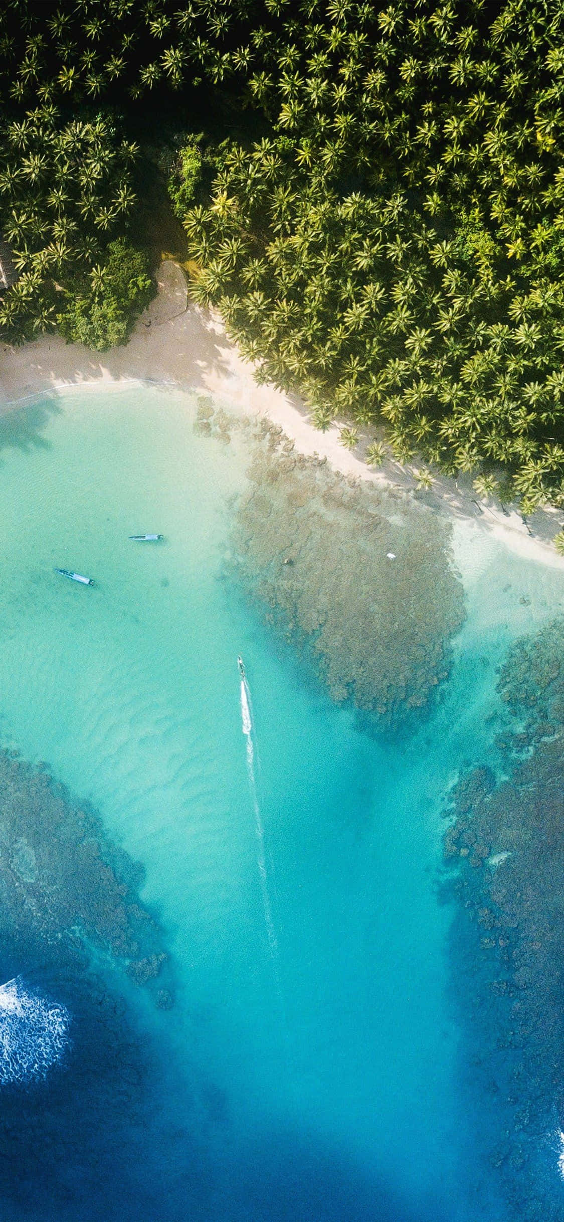 iPhone XS Tabing-dagat na Palma Kahoy Kagubatan Background Wallpaper