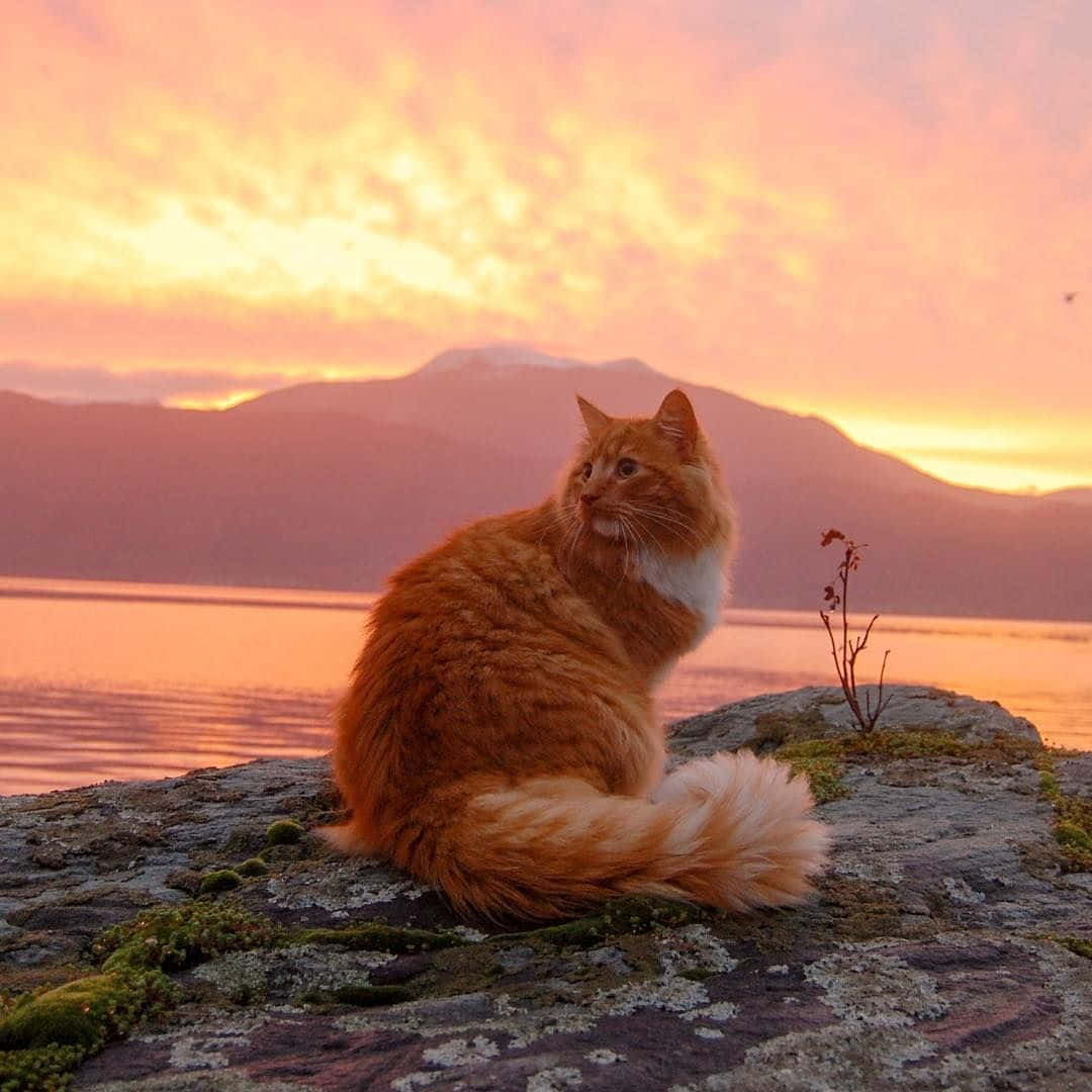 Ipinagdiriwang ang kagandahan ng pusa, handa na ang Aesthetic Cat na ito para sa tag-init Wallpaper