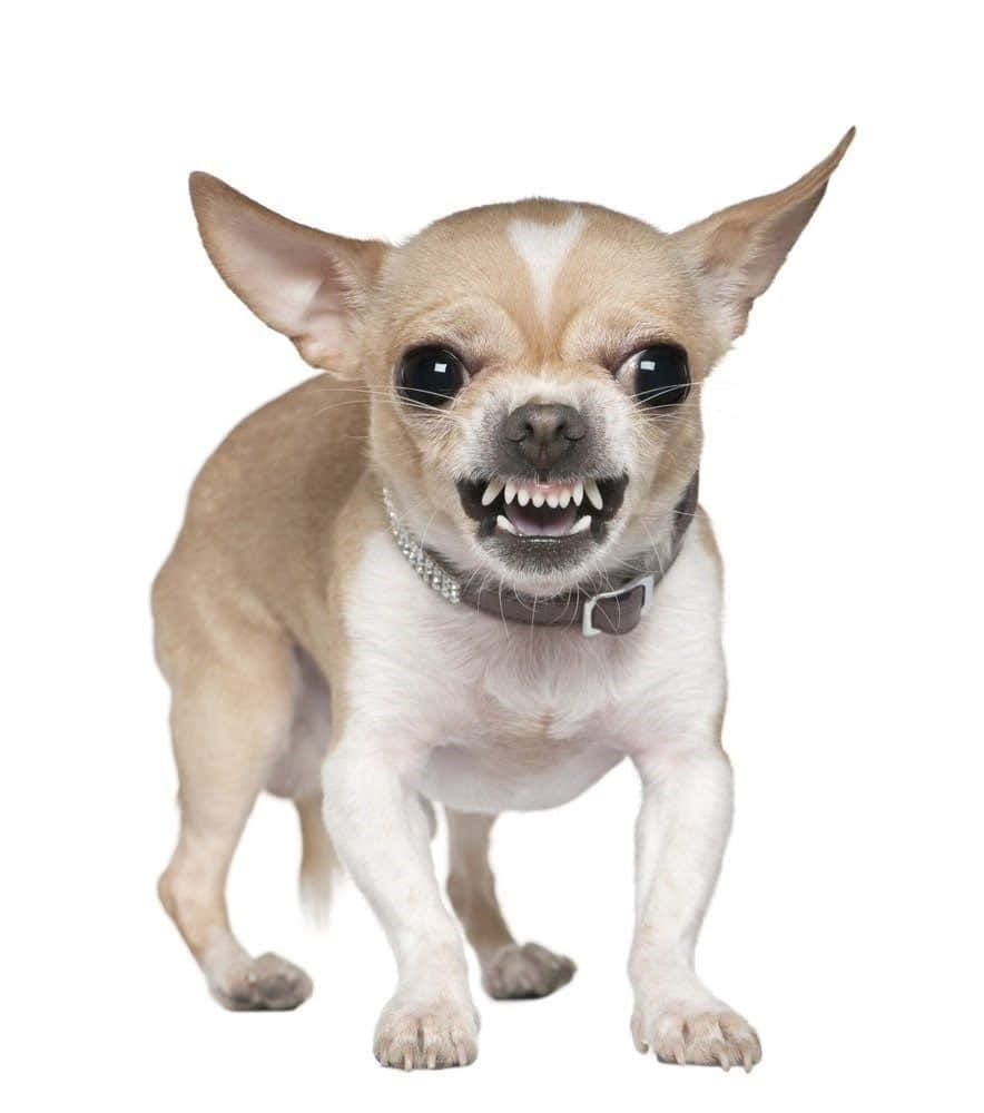 Isang adorably fluffy na chihuahua na nakahiga sa damo Wallpaper