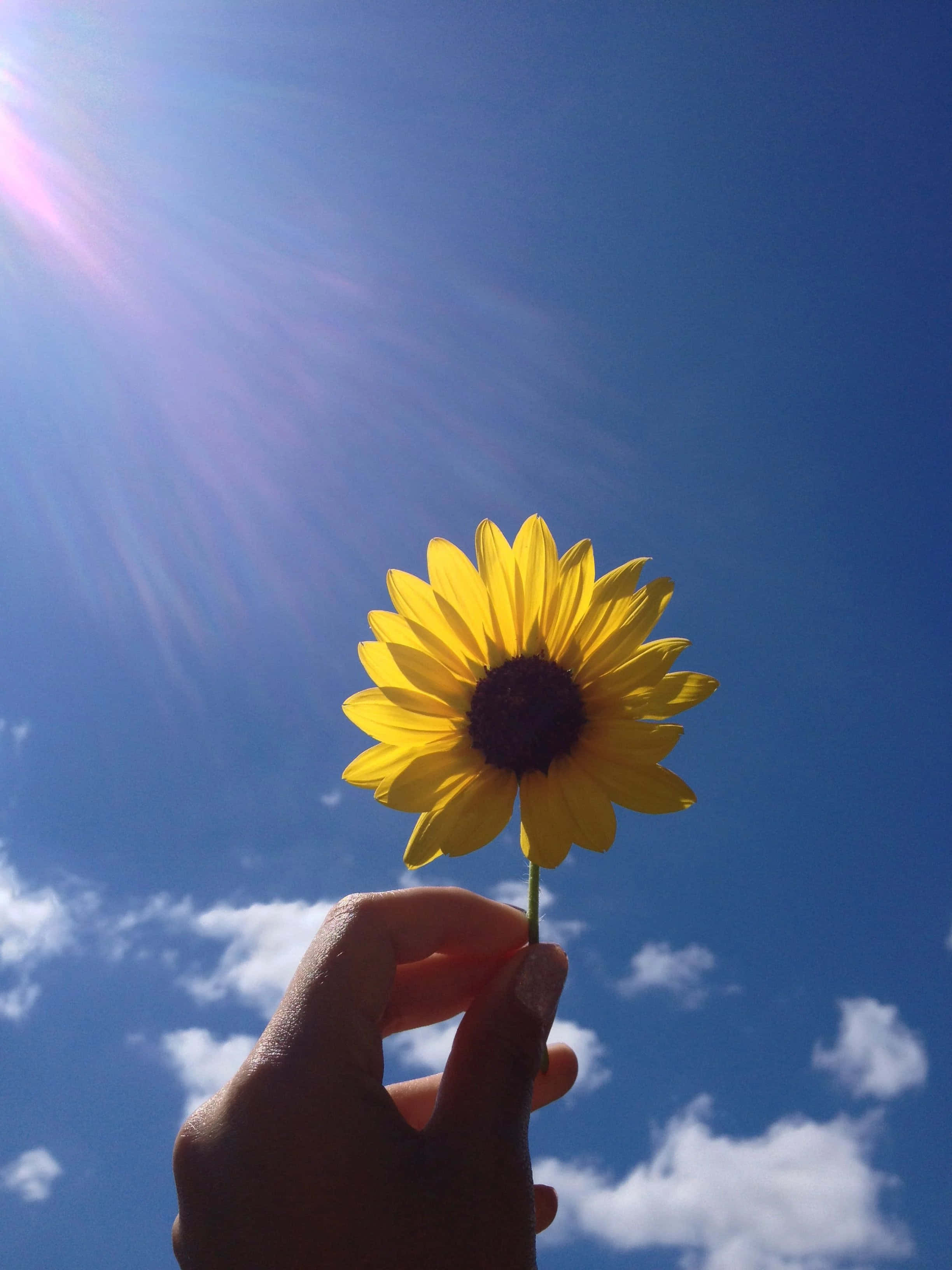 Isang Aesthetic at Nakakapanatag na Bulaklak na Kulay Rosas Wallpaper