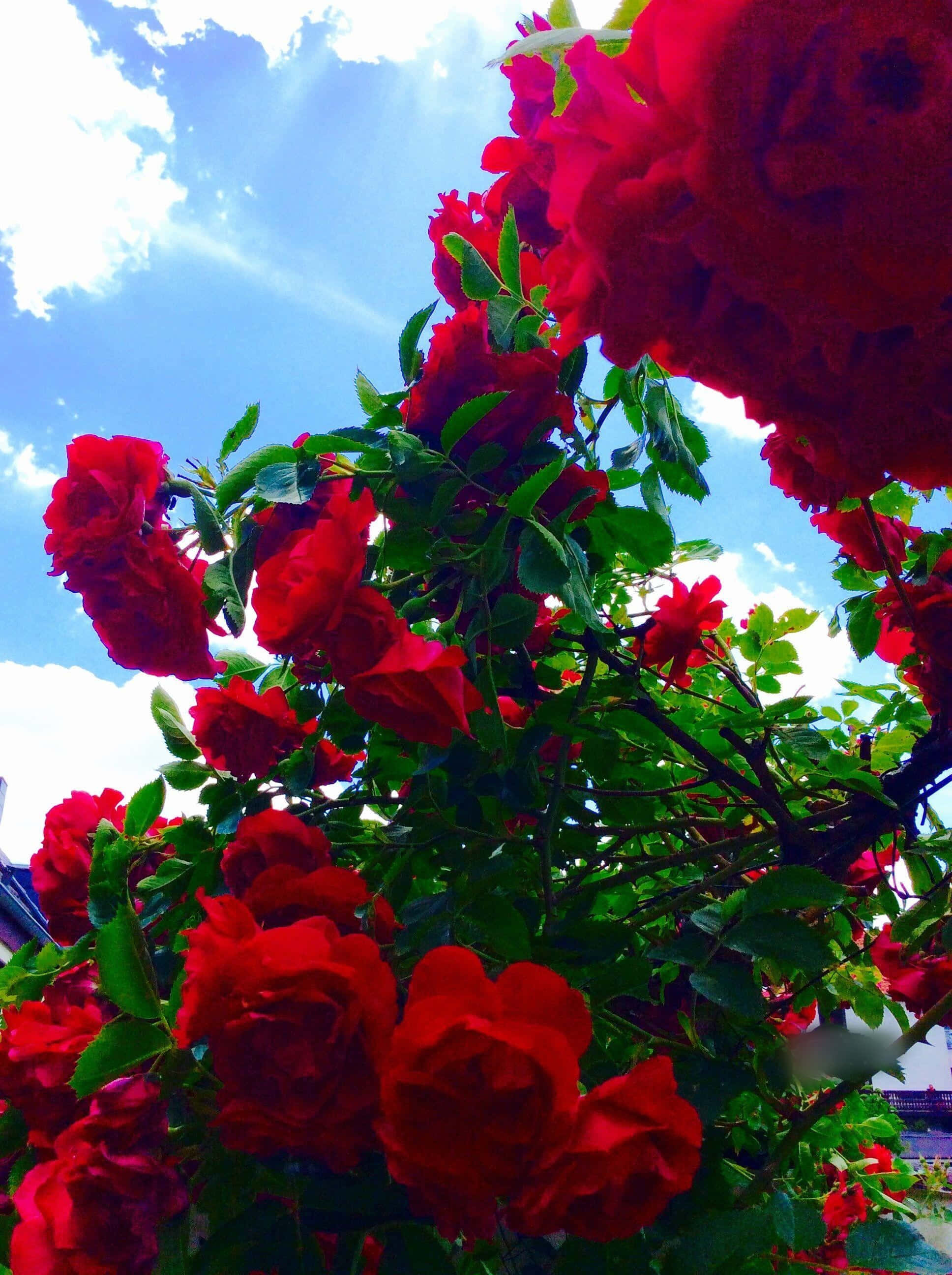 Isang aesthetic na lilang bulaklak sa gitna ng kalikasan Wallpaper