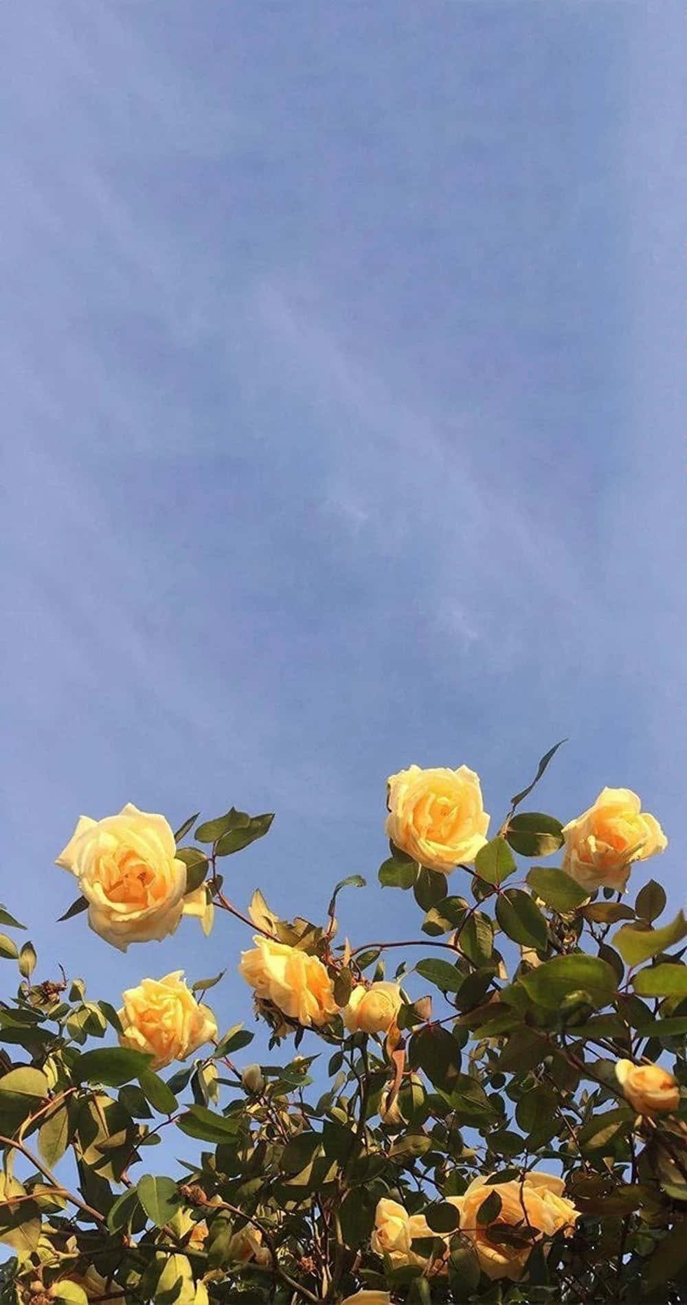 Isang Aesthetic na Palumpon ng mga Bulaklak Wallpaper