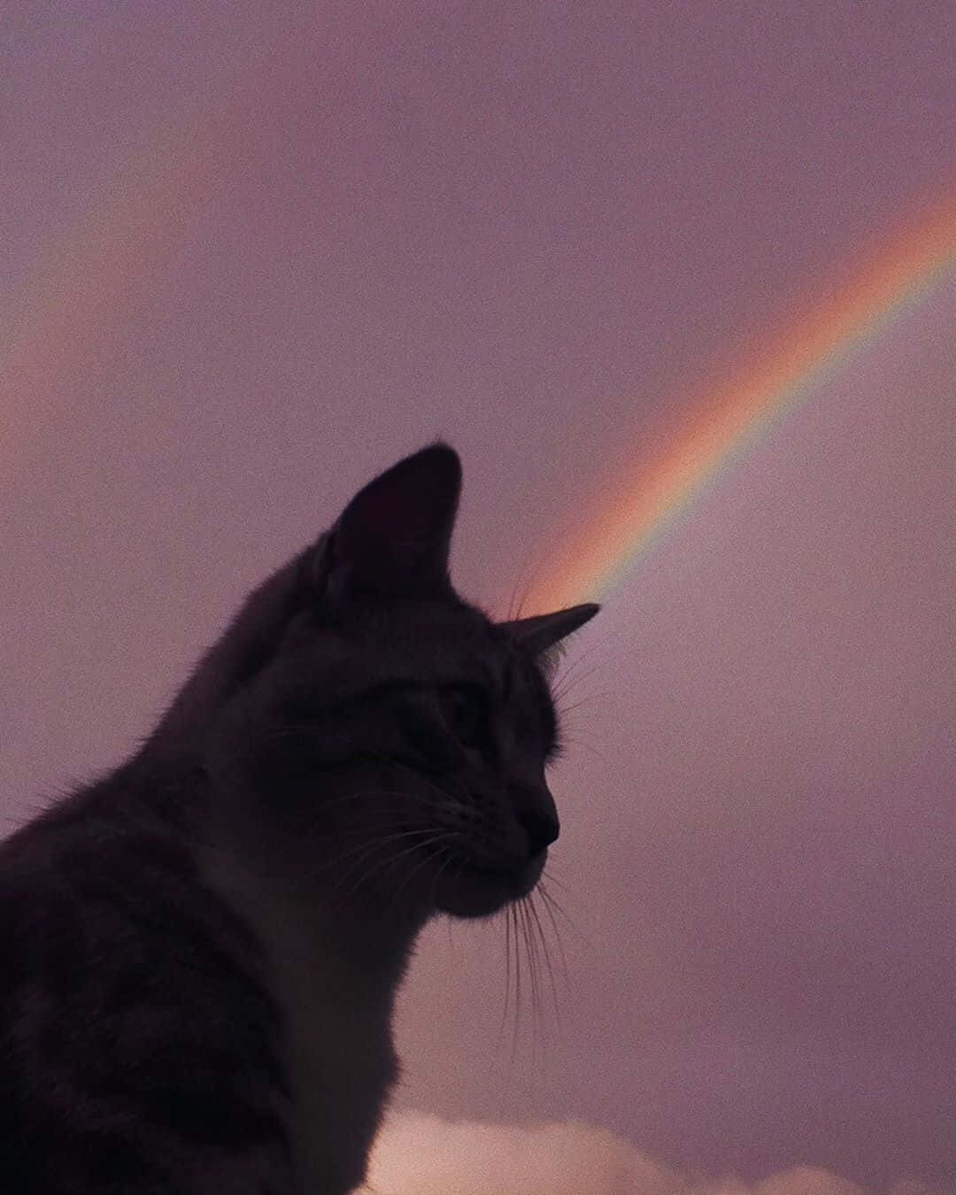Isang Aesthetic na Pusa sa Kaniyang Likas na Kapaligiran Wallpaper