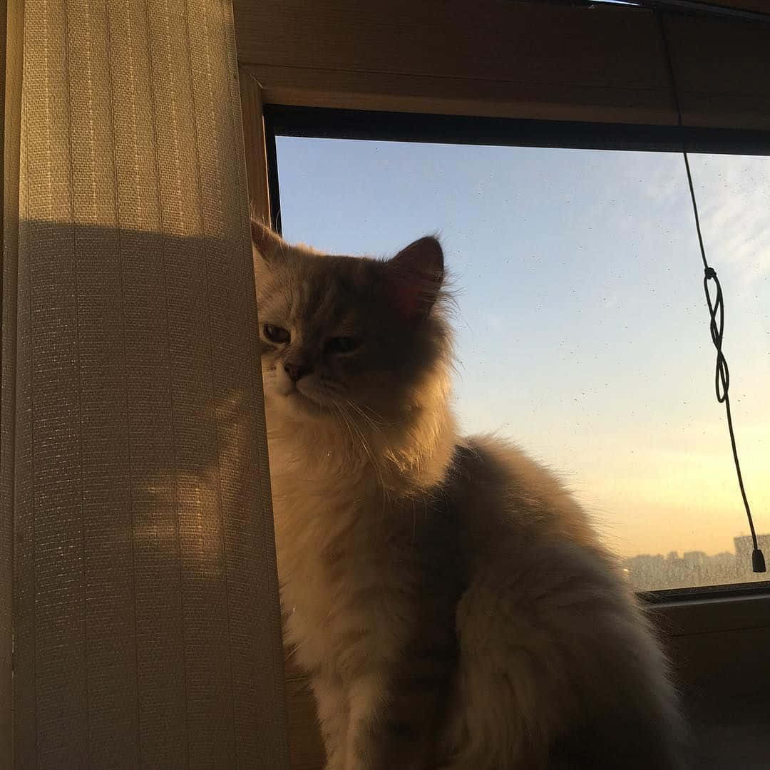 Isang Aesthetic na Pusang Handa nang Kumurong Wallpaper