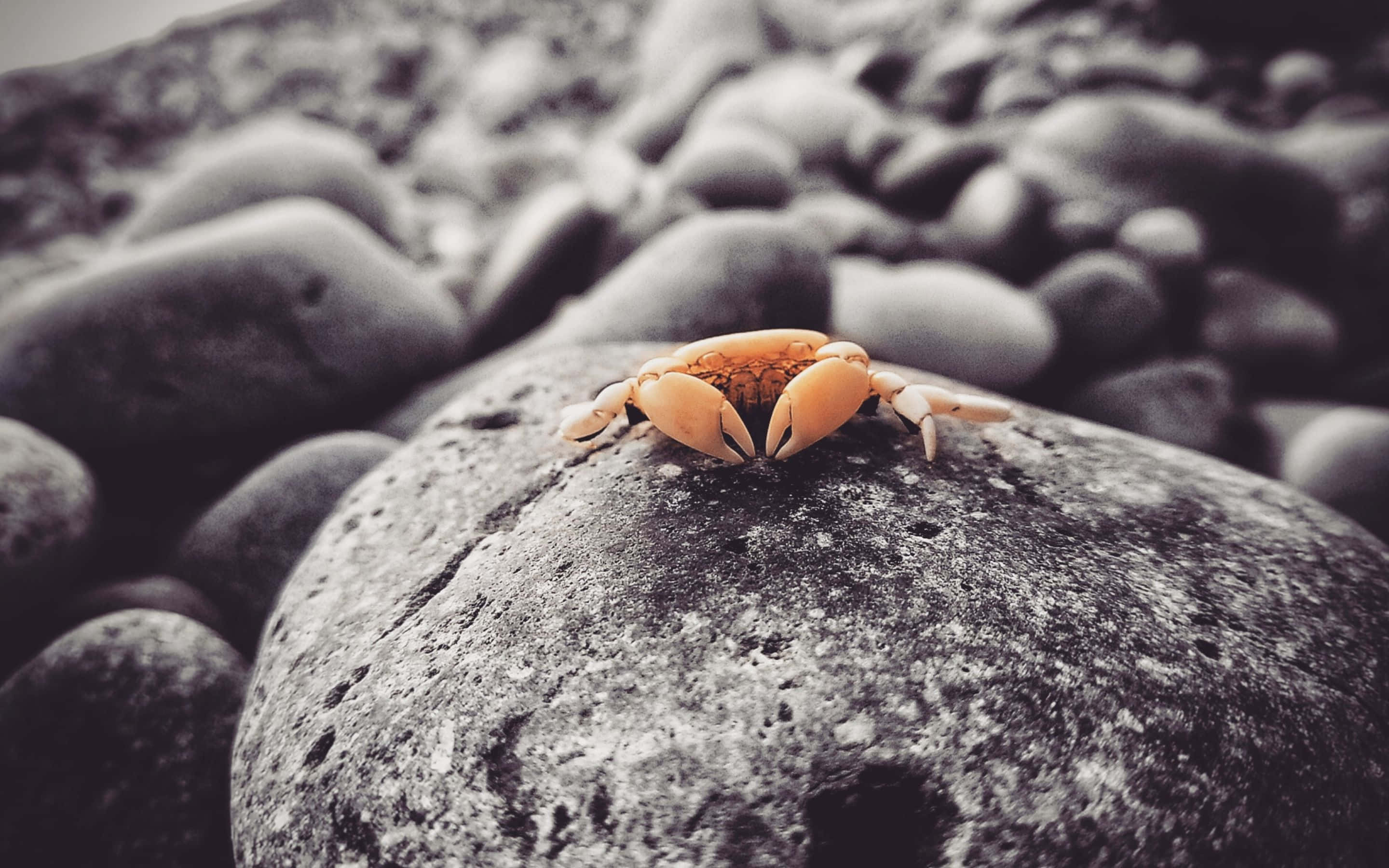 isang alimango ay nakaupo sa isang bato Wallpaper