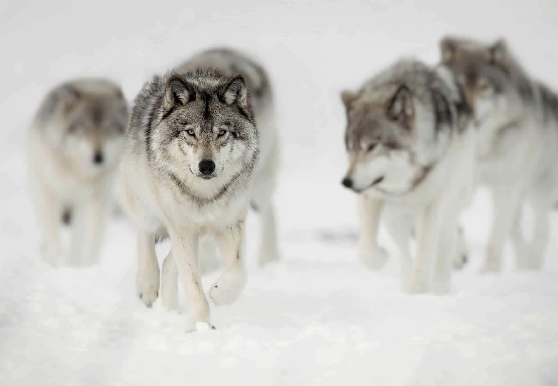 Isang Astig na Lobo na Nakatingin sa Kalangitan sa Gabi Wallpaper