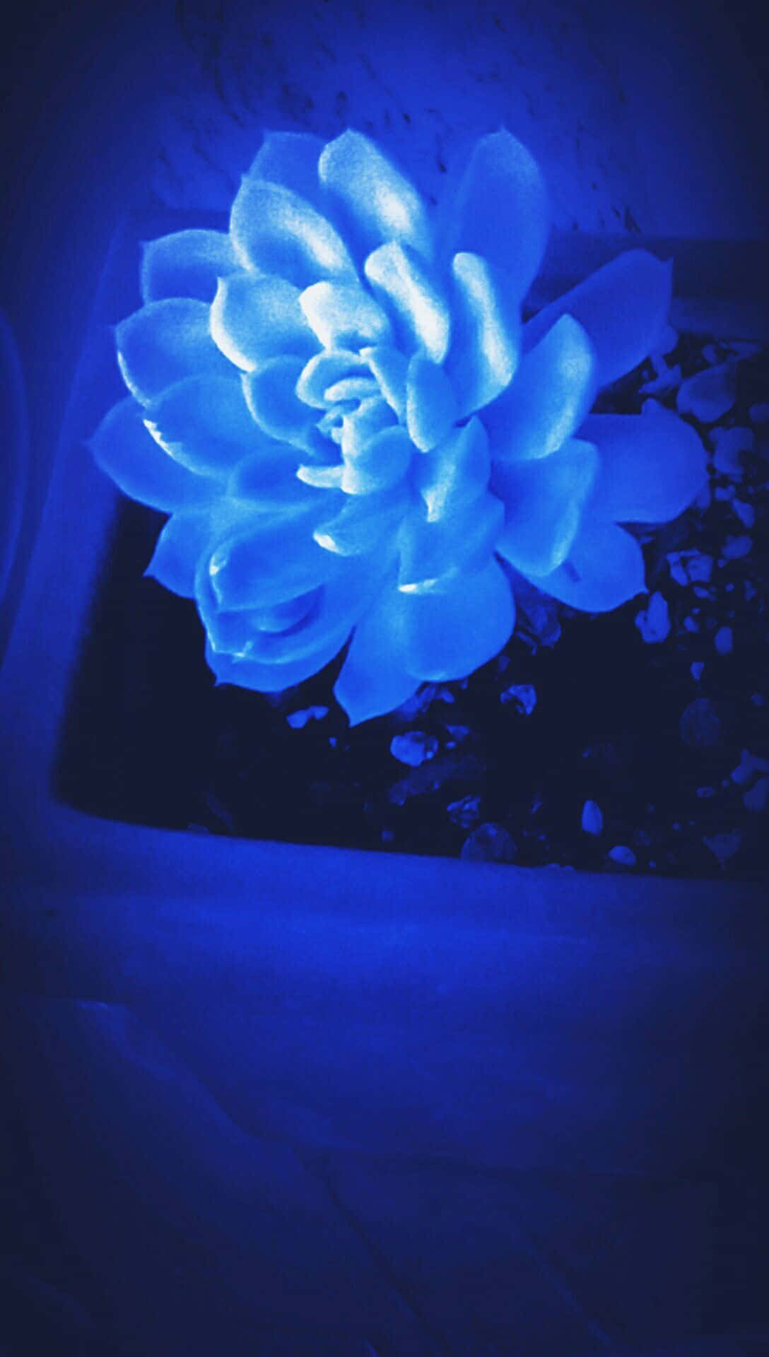 Isang asul na bulaklak sa paso Wallpaper
