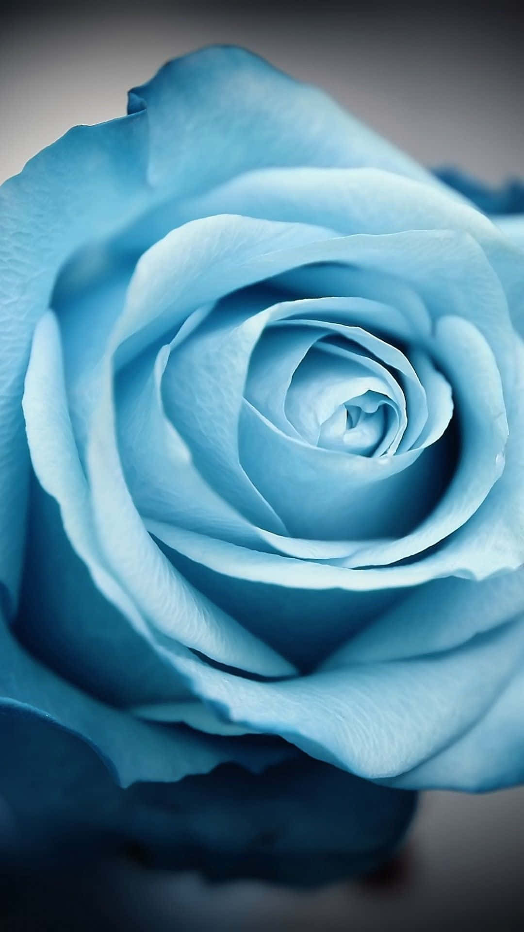 isang asul na rosas na ipinapakita laban sa isang itim na background Wallpaper