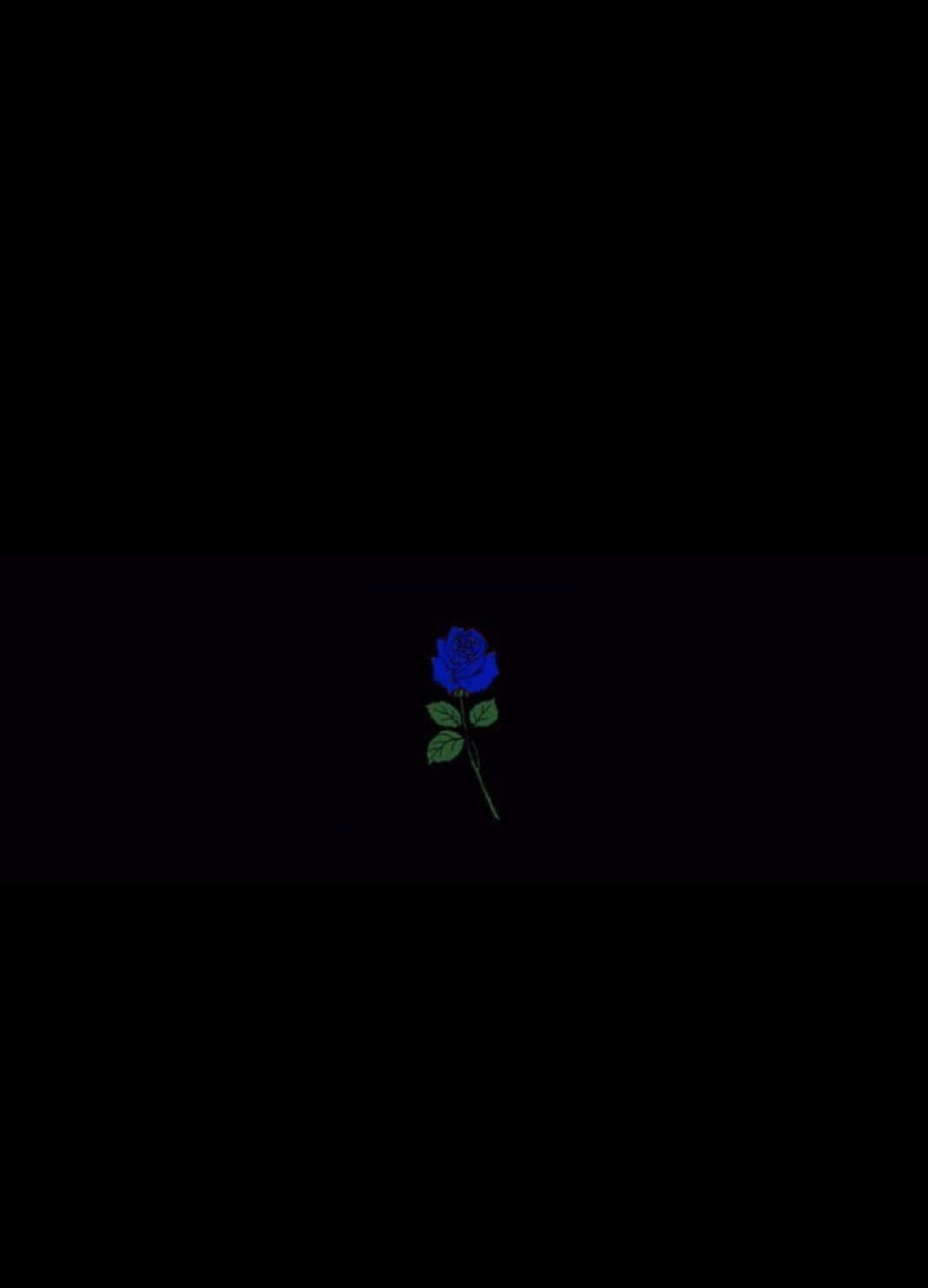 isang asul na rosas sa itim na likuran Wallpaper