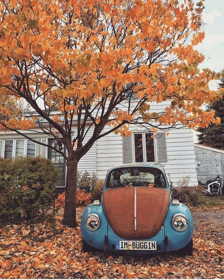 isang asul na vw beetle na naka-park sa harap ng bahay na may mga dahon Wallpaper