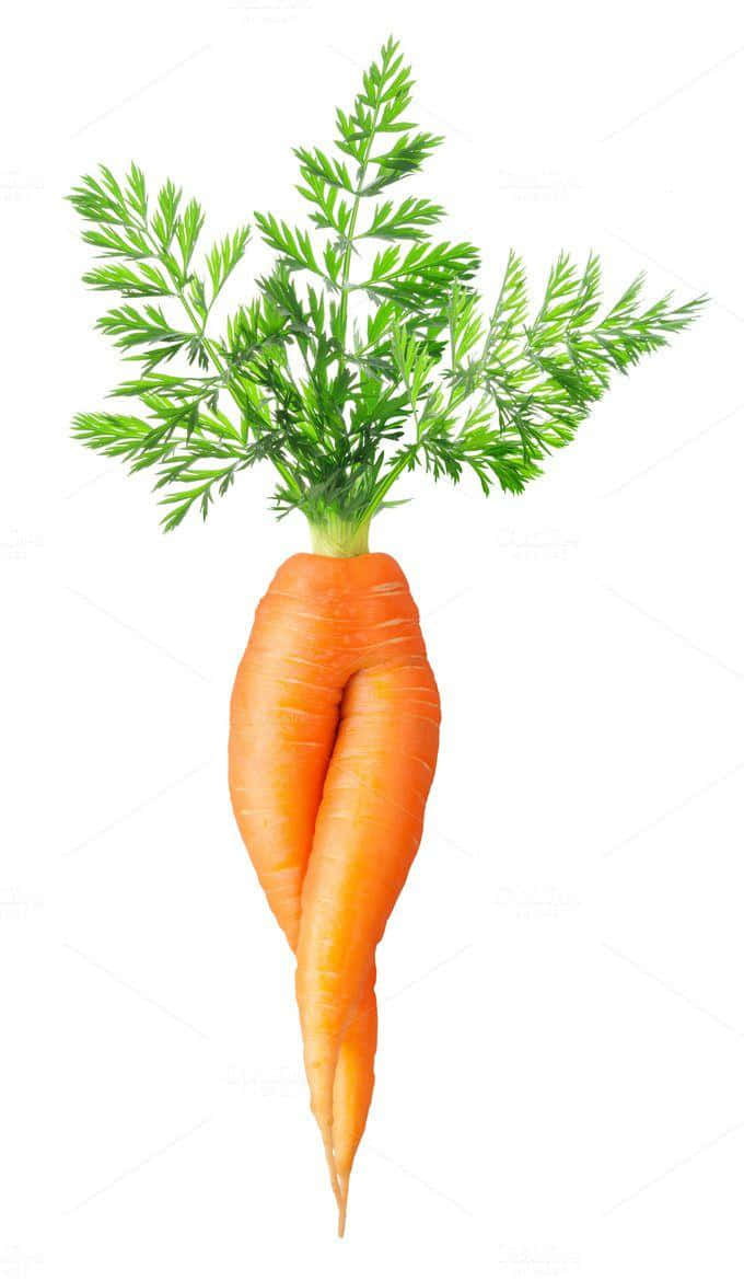 Isang bagong pitas na orange carrot Wallpaper