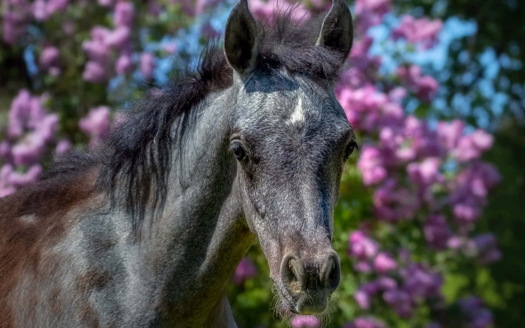 Isang bata at kaibig-ibig na kabayong kayumanggi ang nagbibilad sa liwanag ng araw Wallpaper