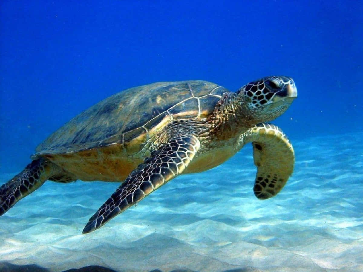 isang berdengeng pagong-dagat na lumalangoy sa karagatan Wallpaper