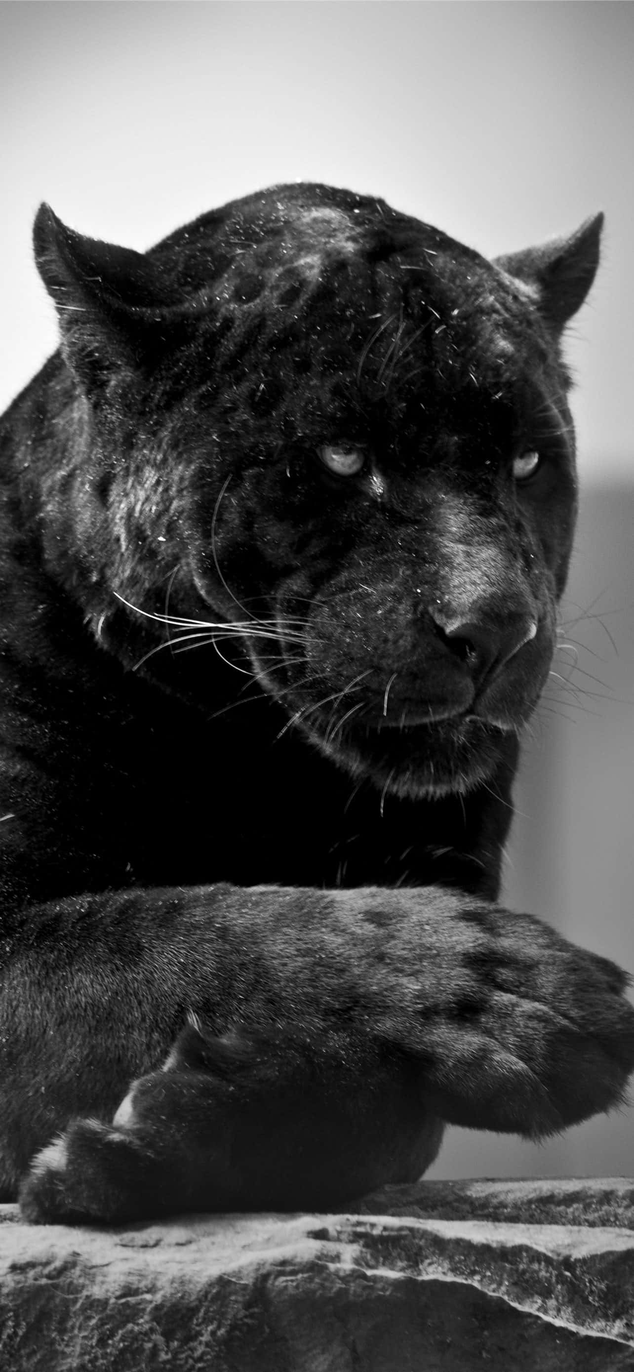 isang black leopard na nakaupo sa isang bato Wallpaper