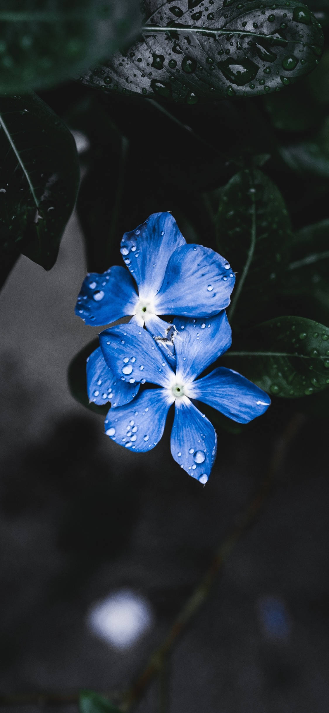 isang blue flower na may water droplets dito Wallpaper